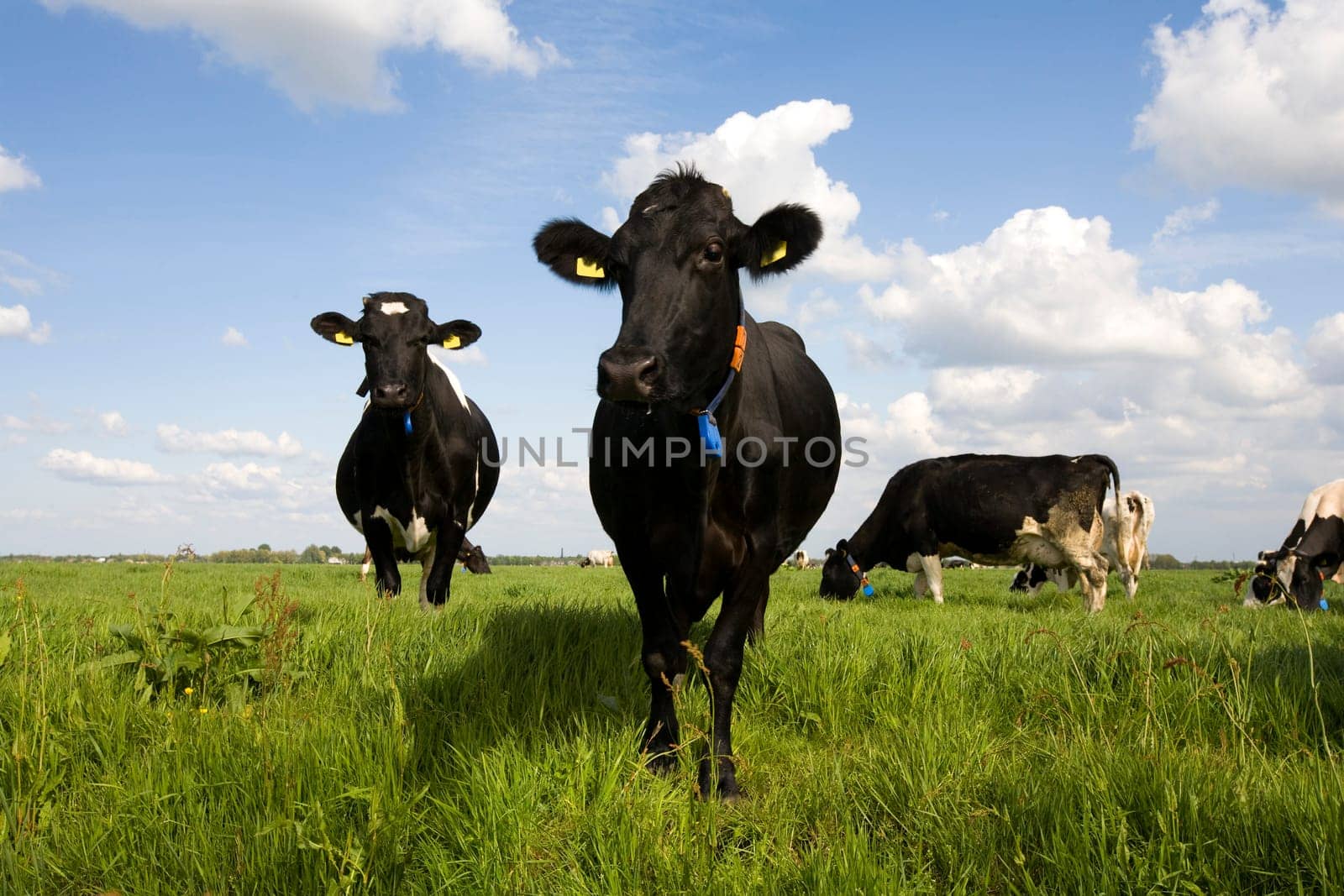 Dutch cows in the meadow