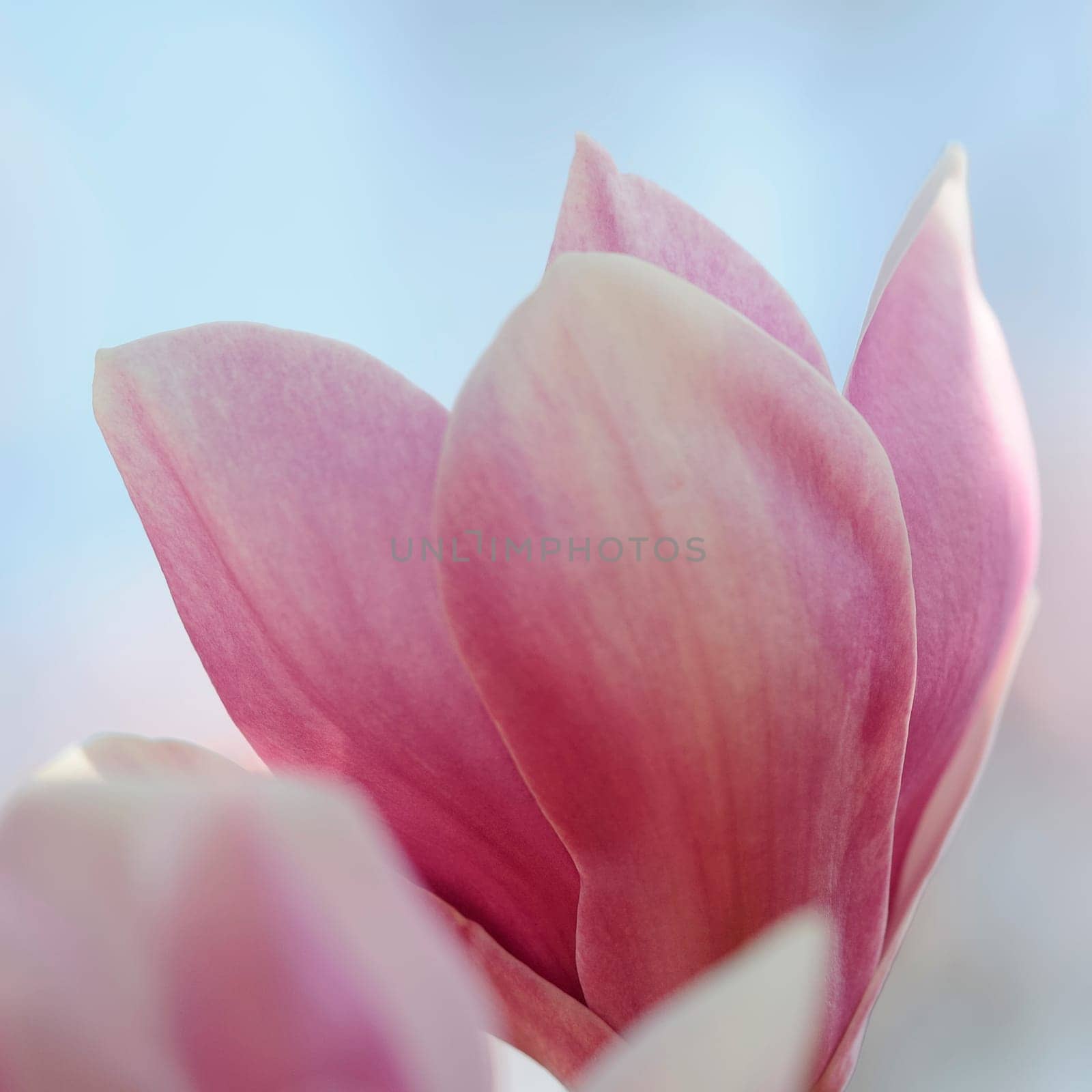 Magnolias