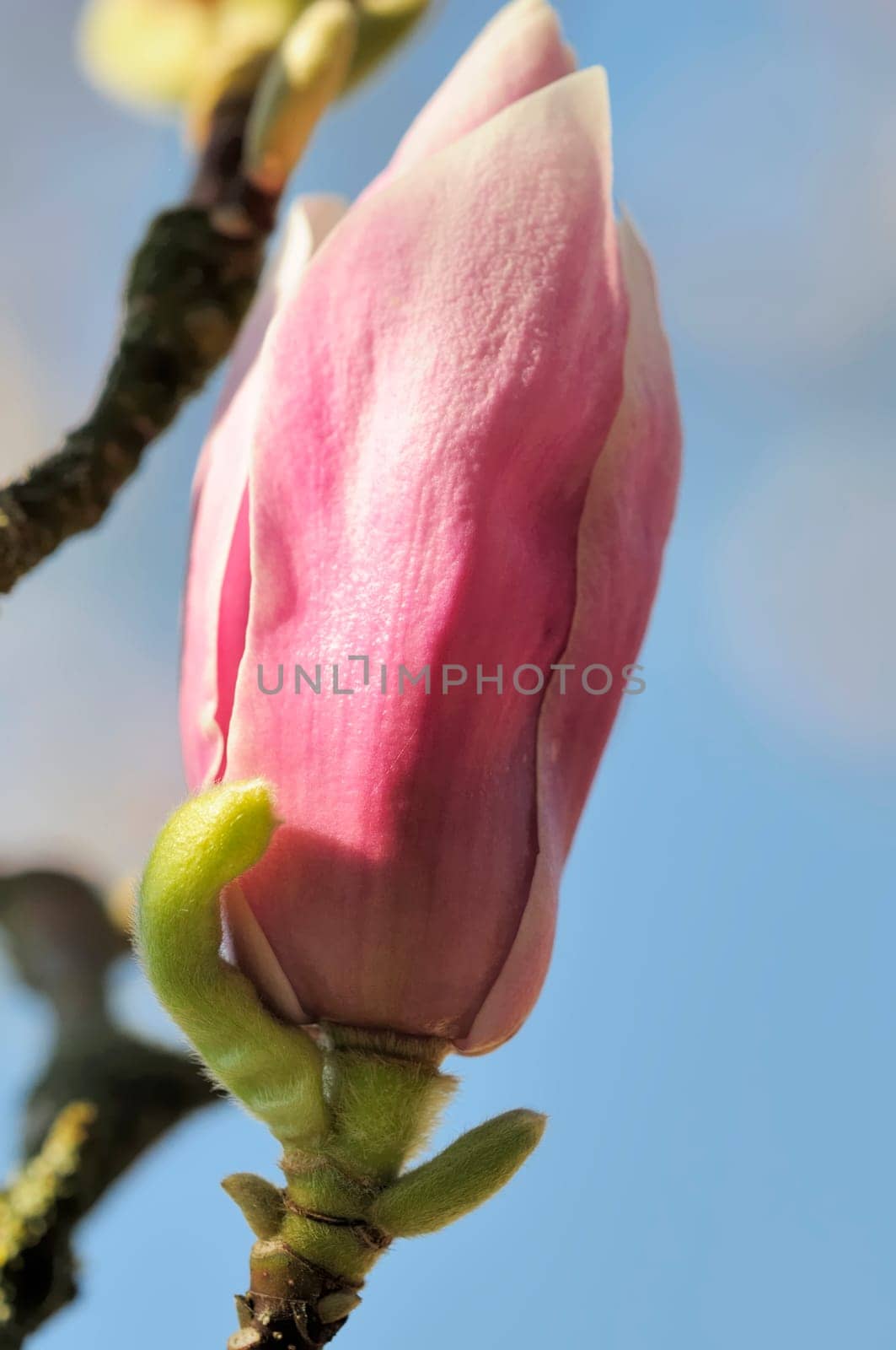 Magnolias