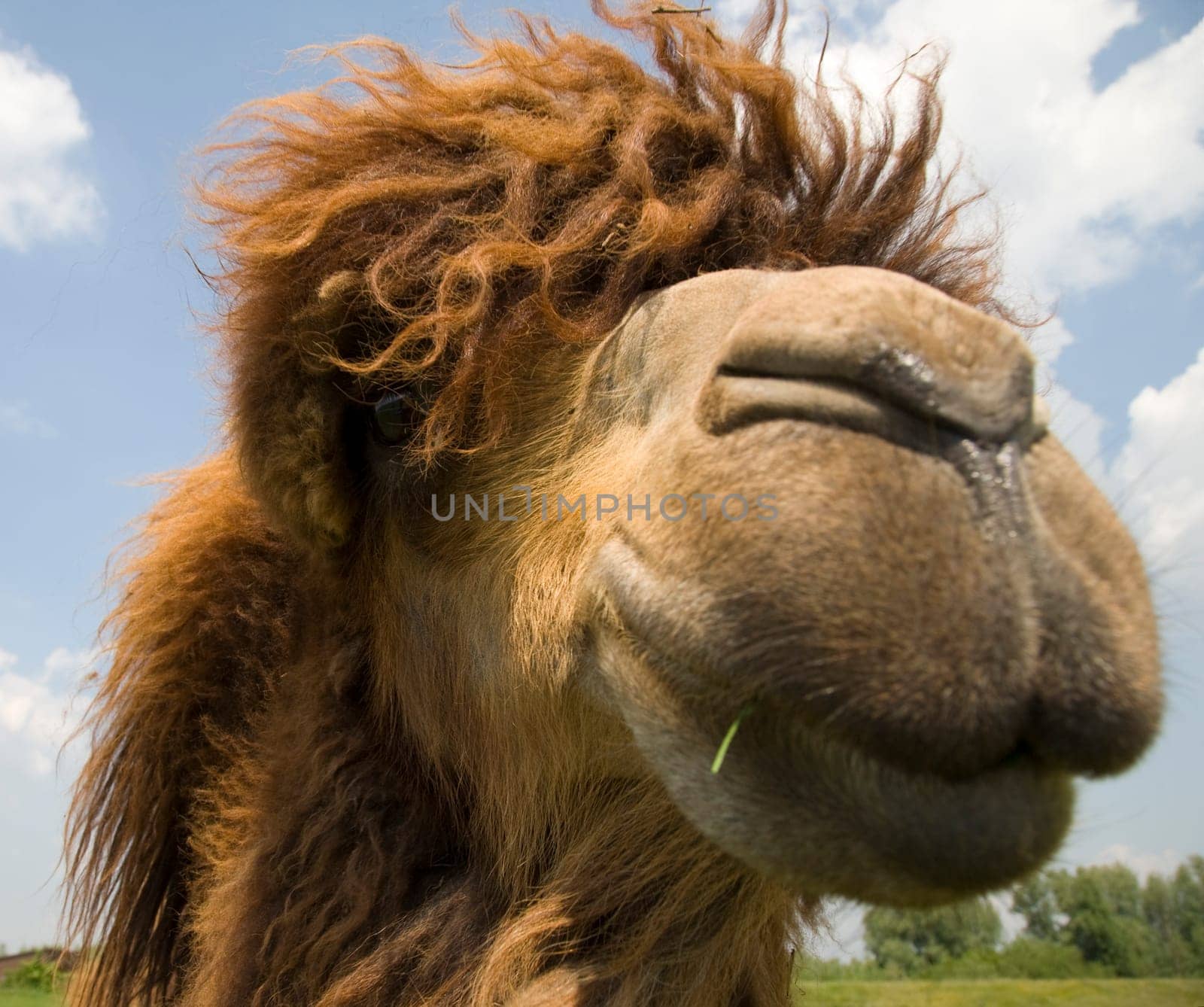 A close up of a camel head