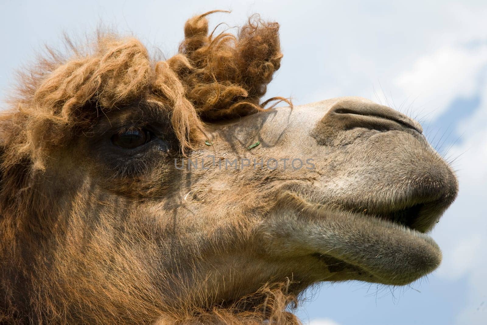 A close up of a camel head