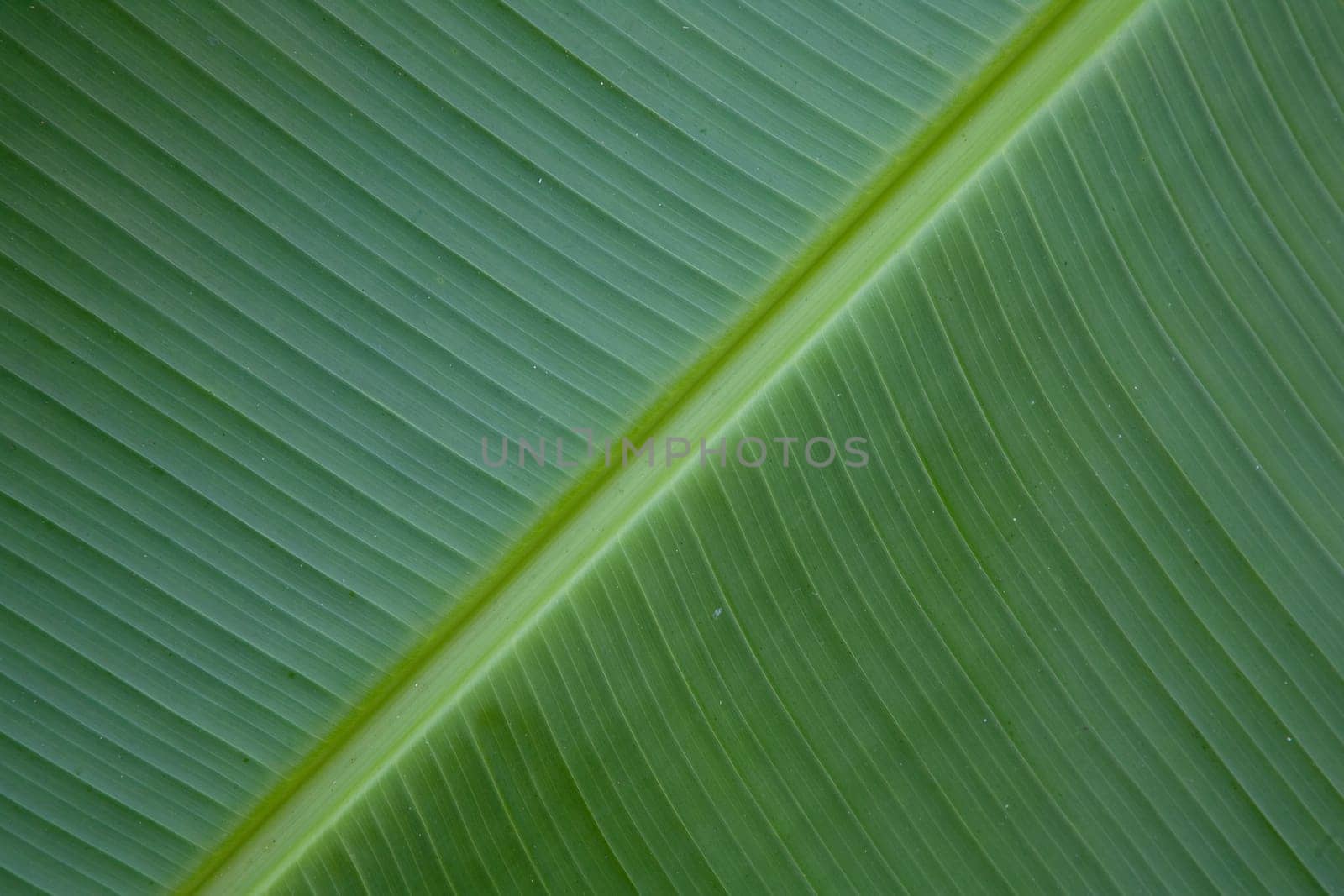 Close up of banana tree leaf