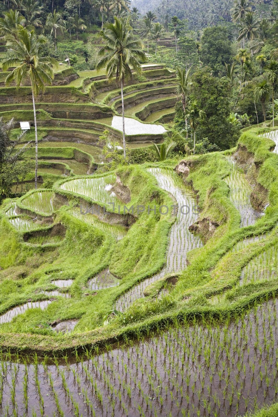 Ricefield near Ubud, Bali, Indonesia