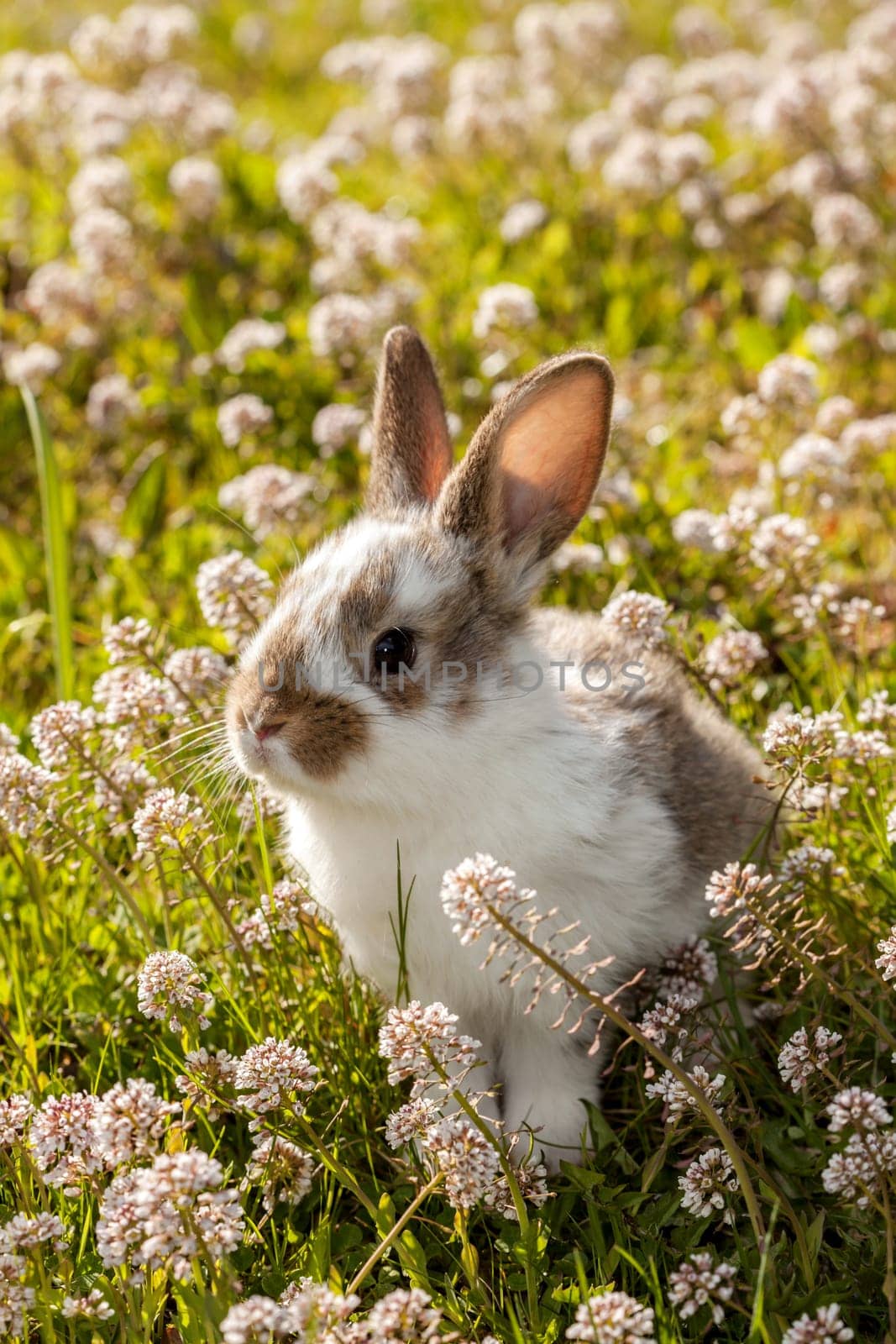 young hares