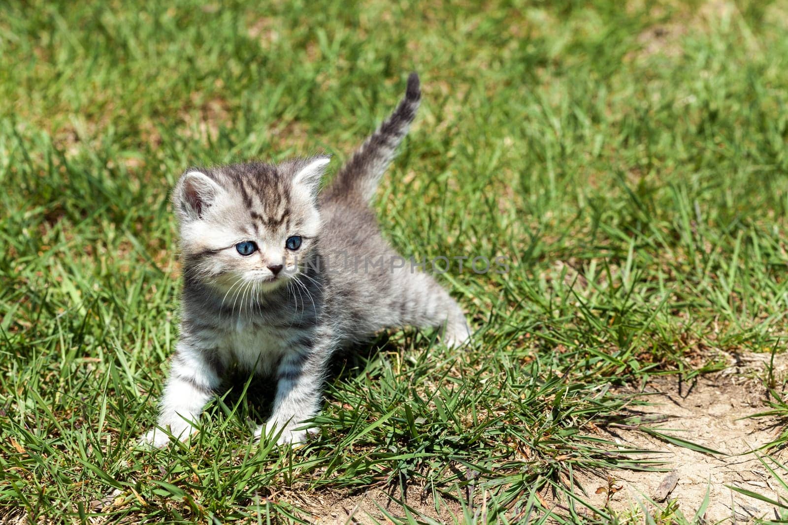 young cat