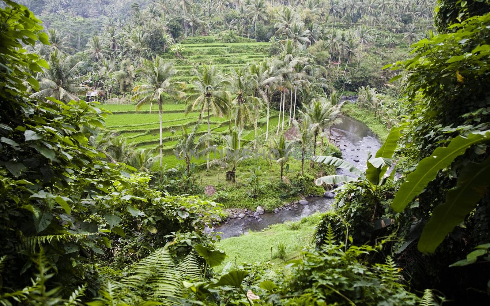 Rice paddies near Ubud in Bali, Indonesia