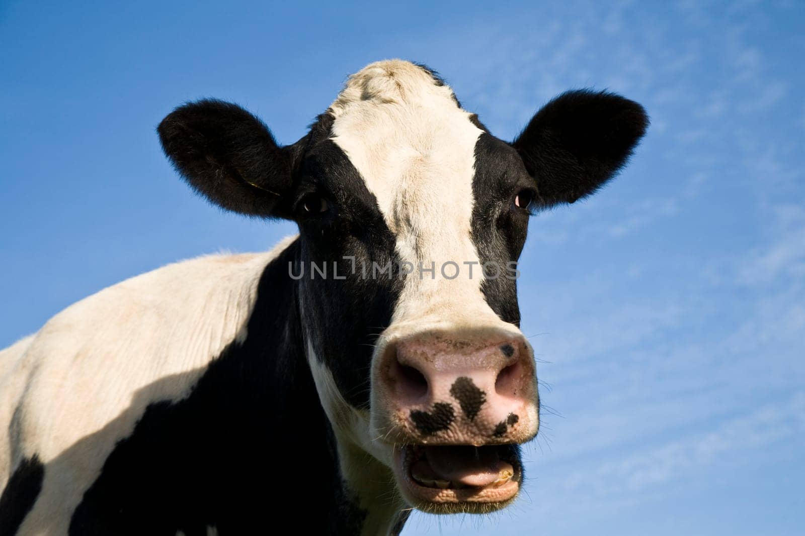Portrait of a Dutch cow