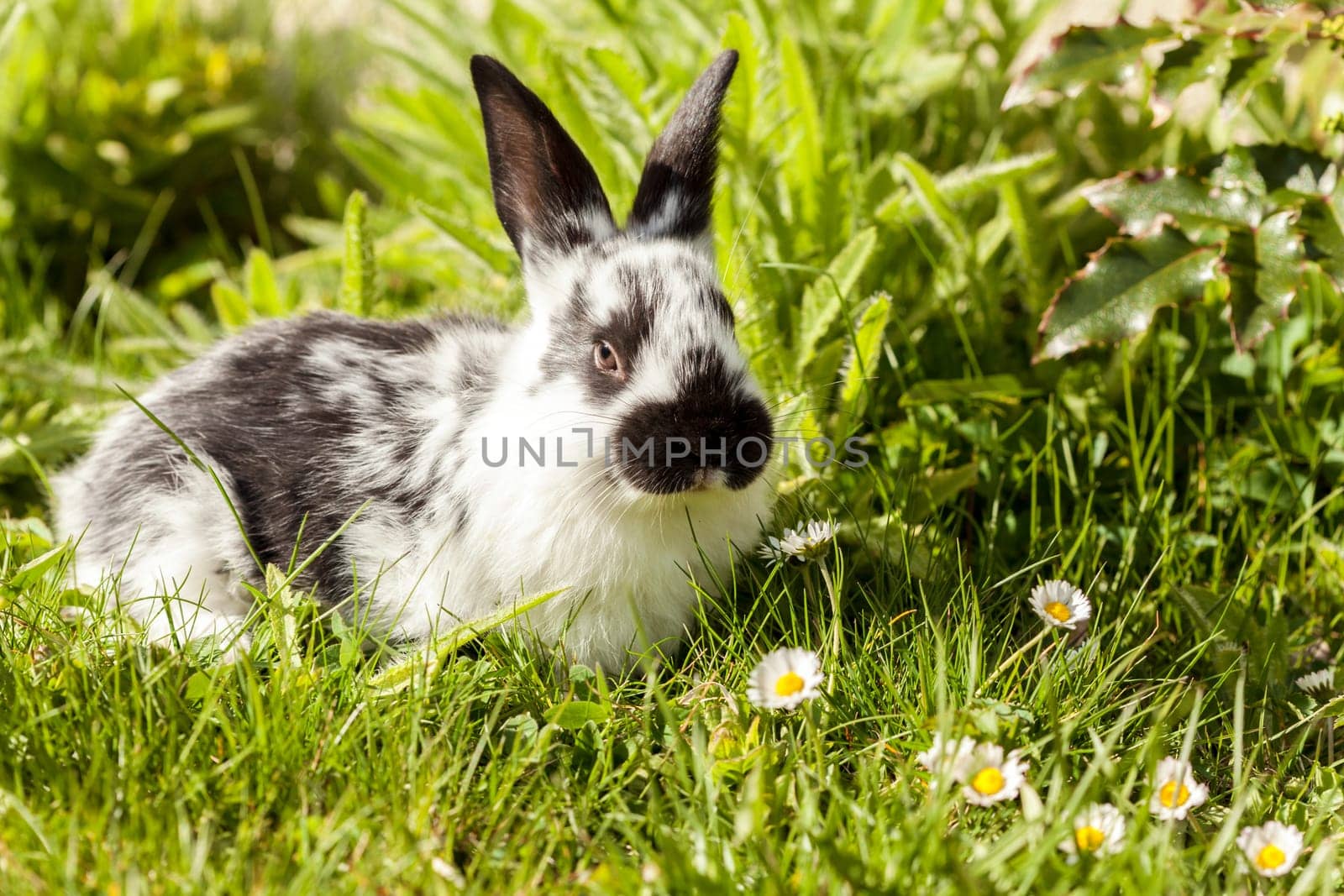 young hares