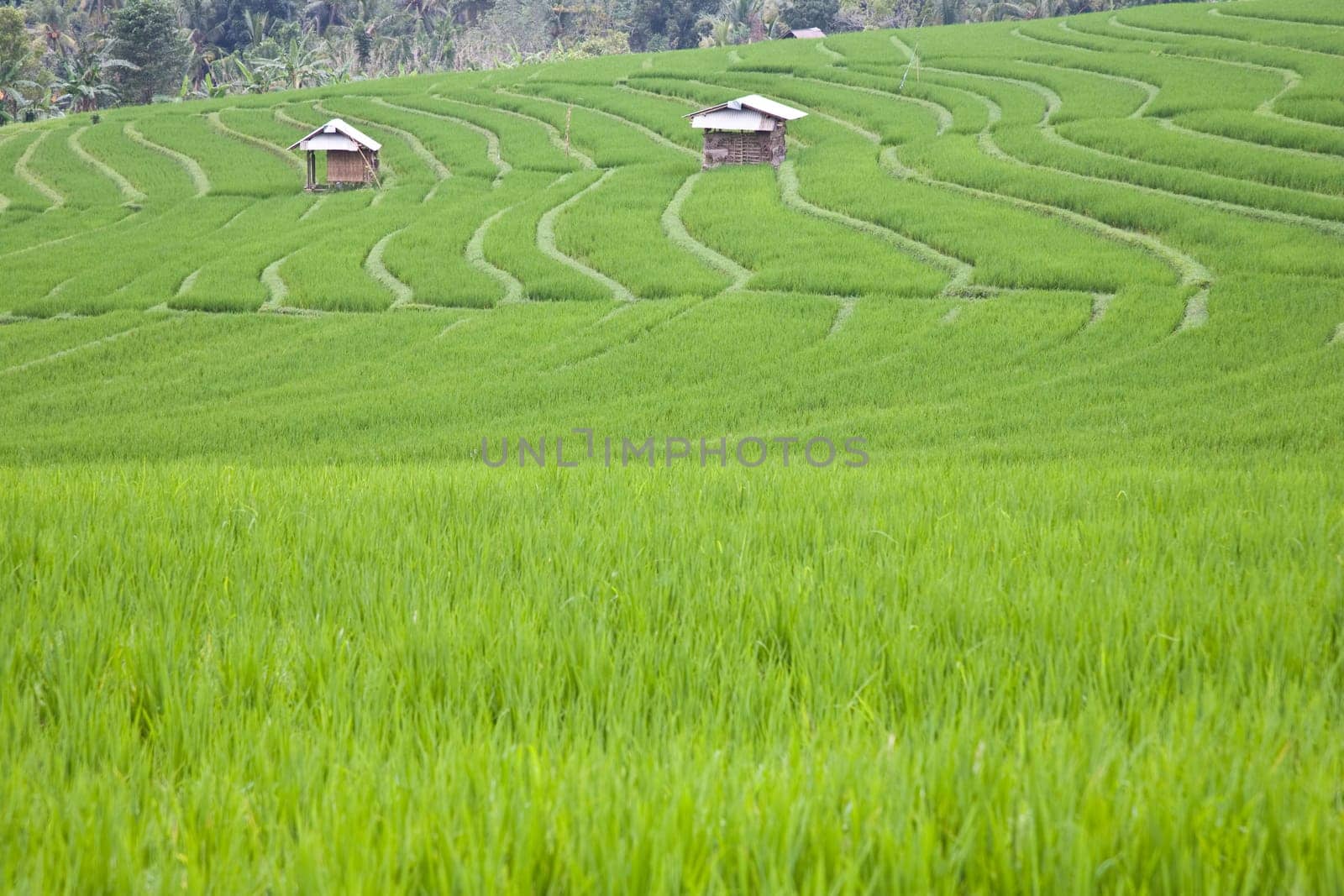 Rice paddies near Ubud in Bali, Indonesia