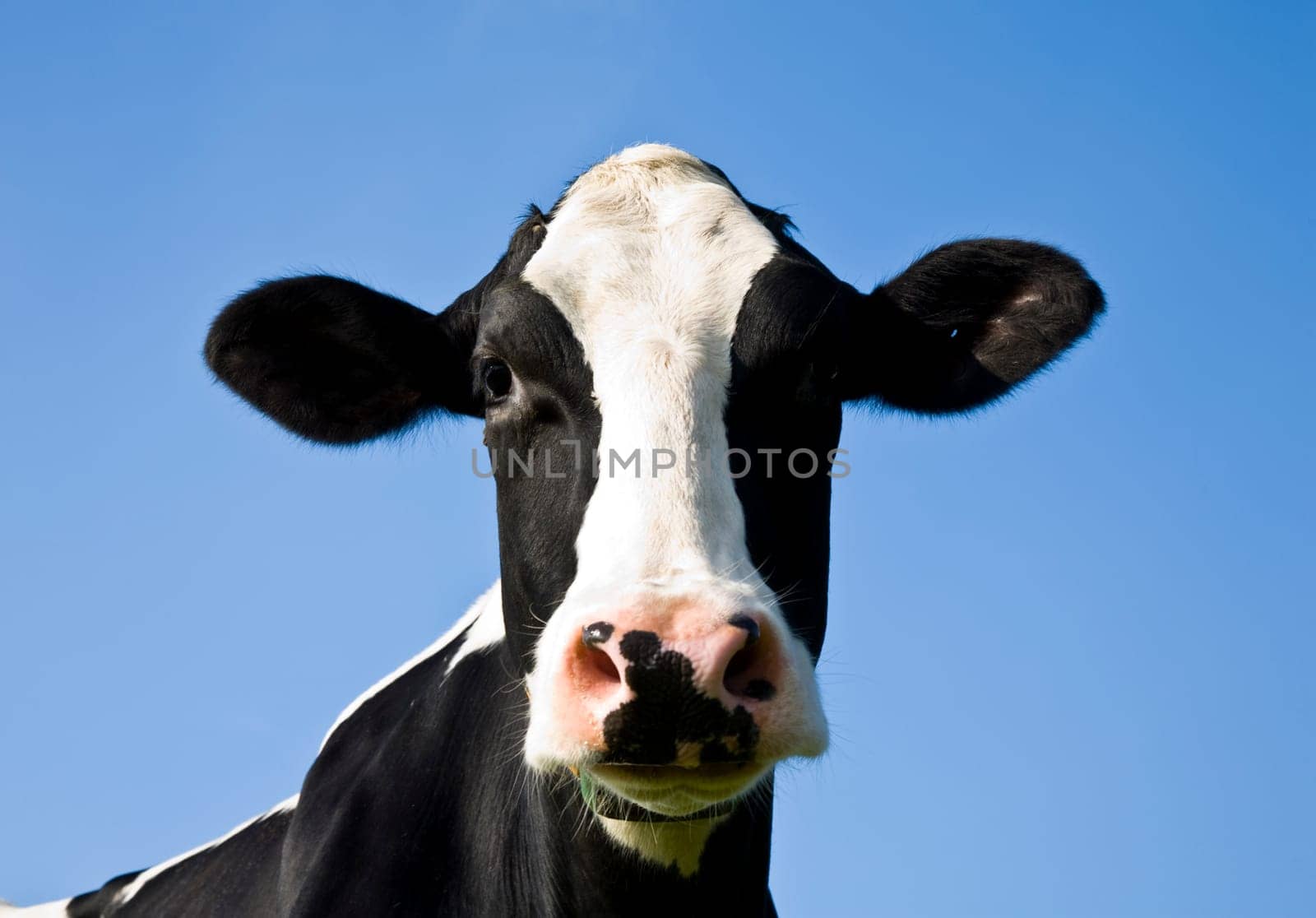 Portrait of a Dutch cow