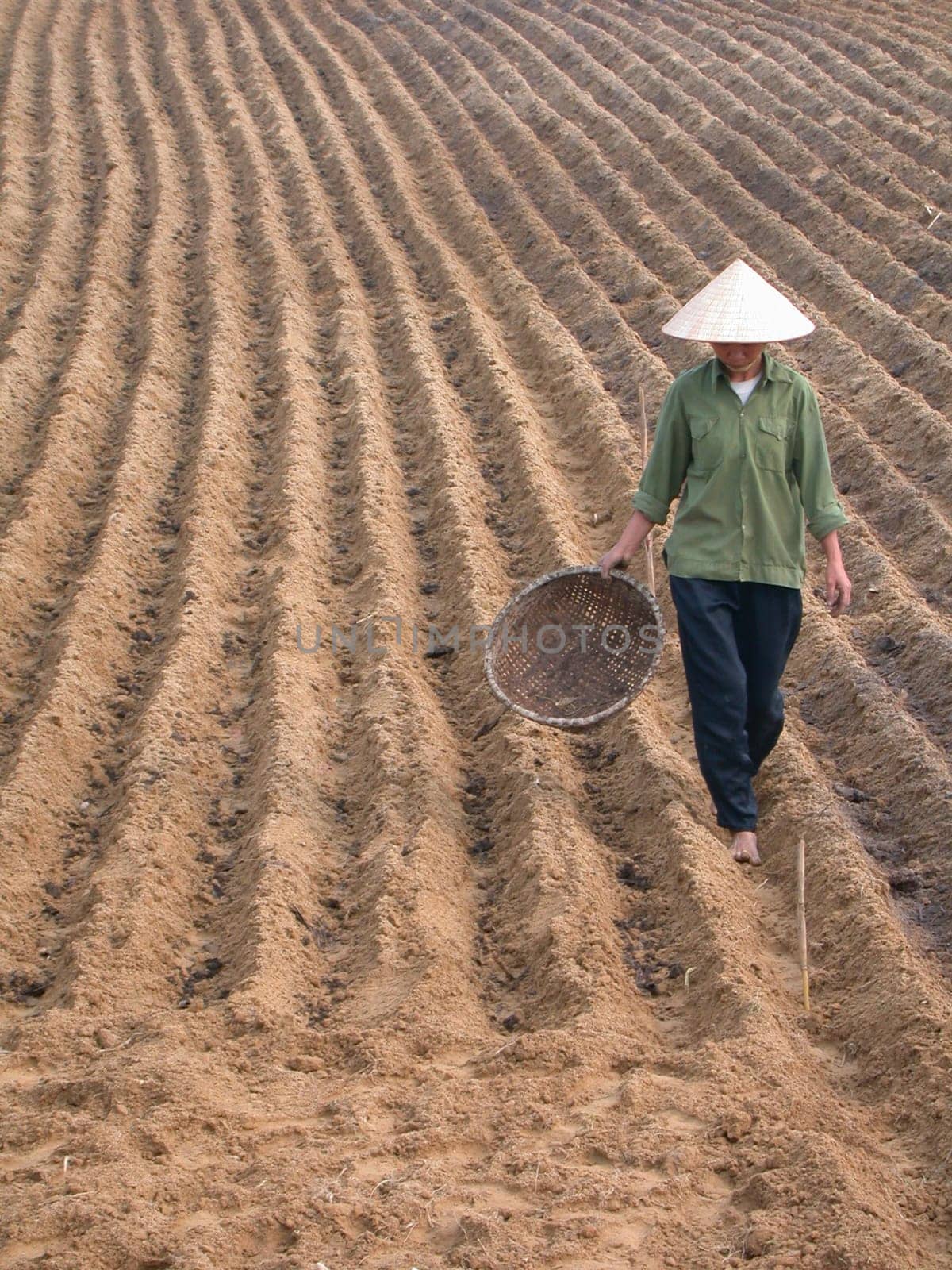 Vietnamese farmer is working in the field