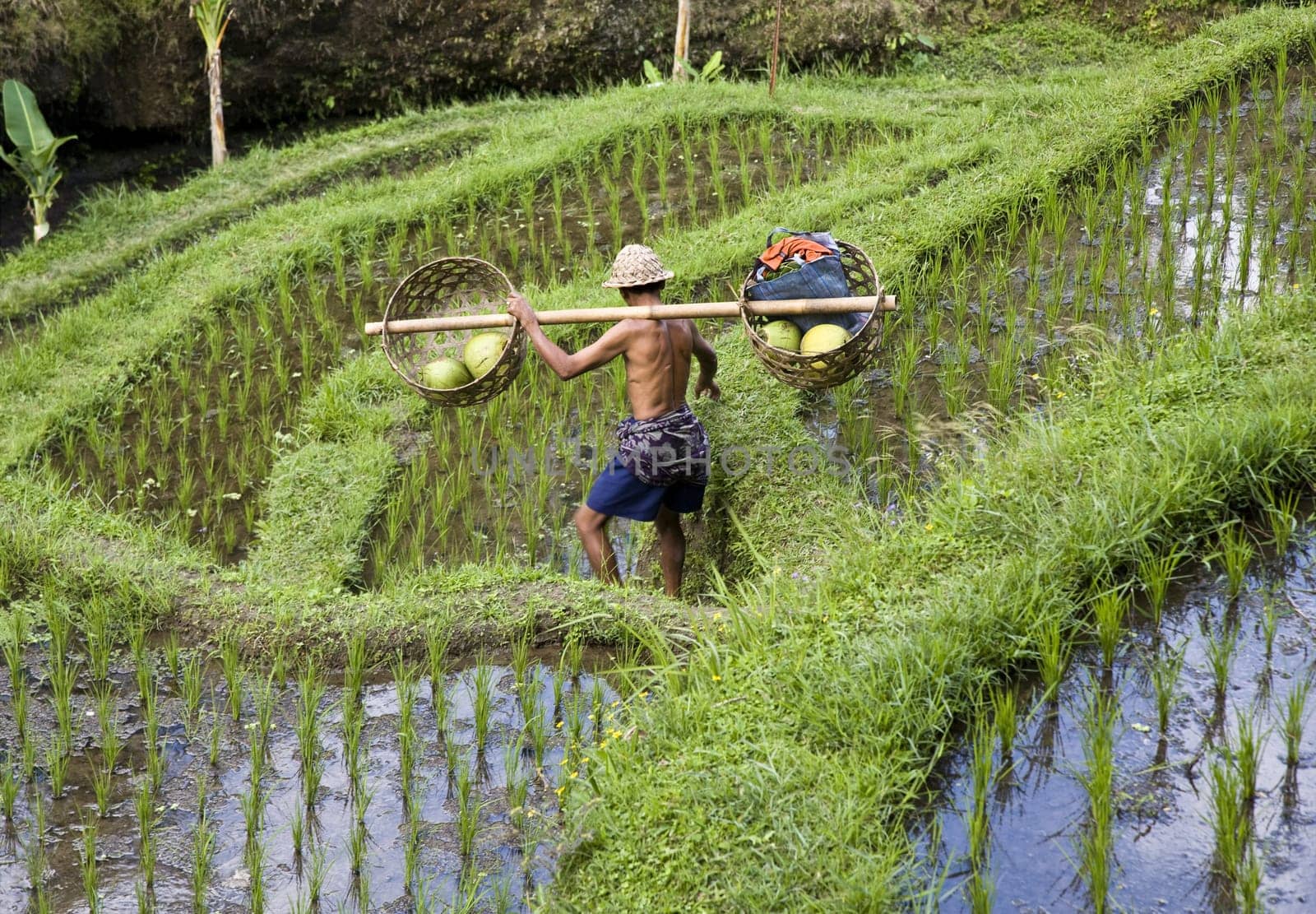 Rice paddies near Ubud in Bali, Indonesia