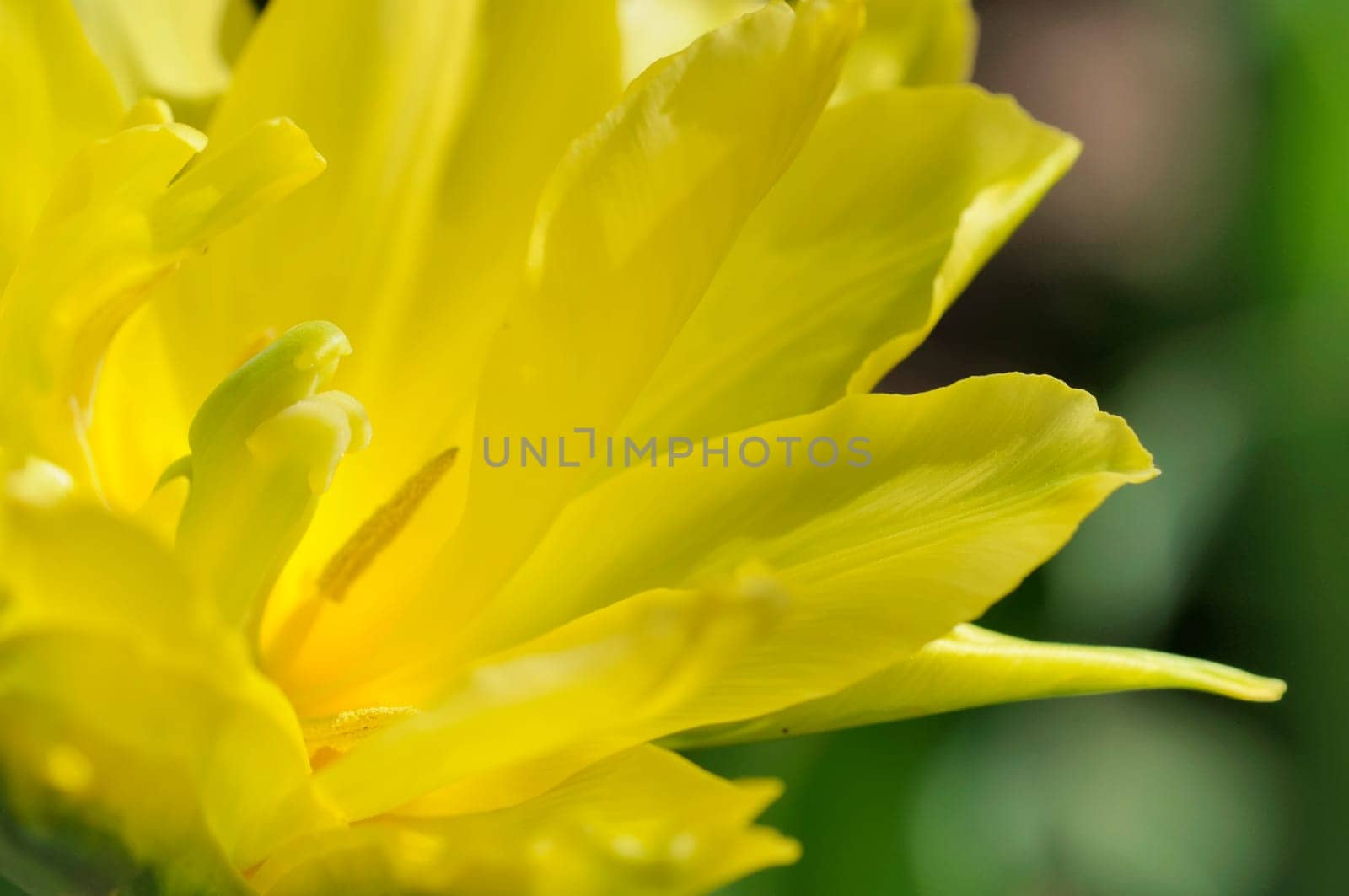 daffodils