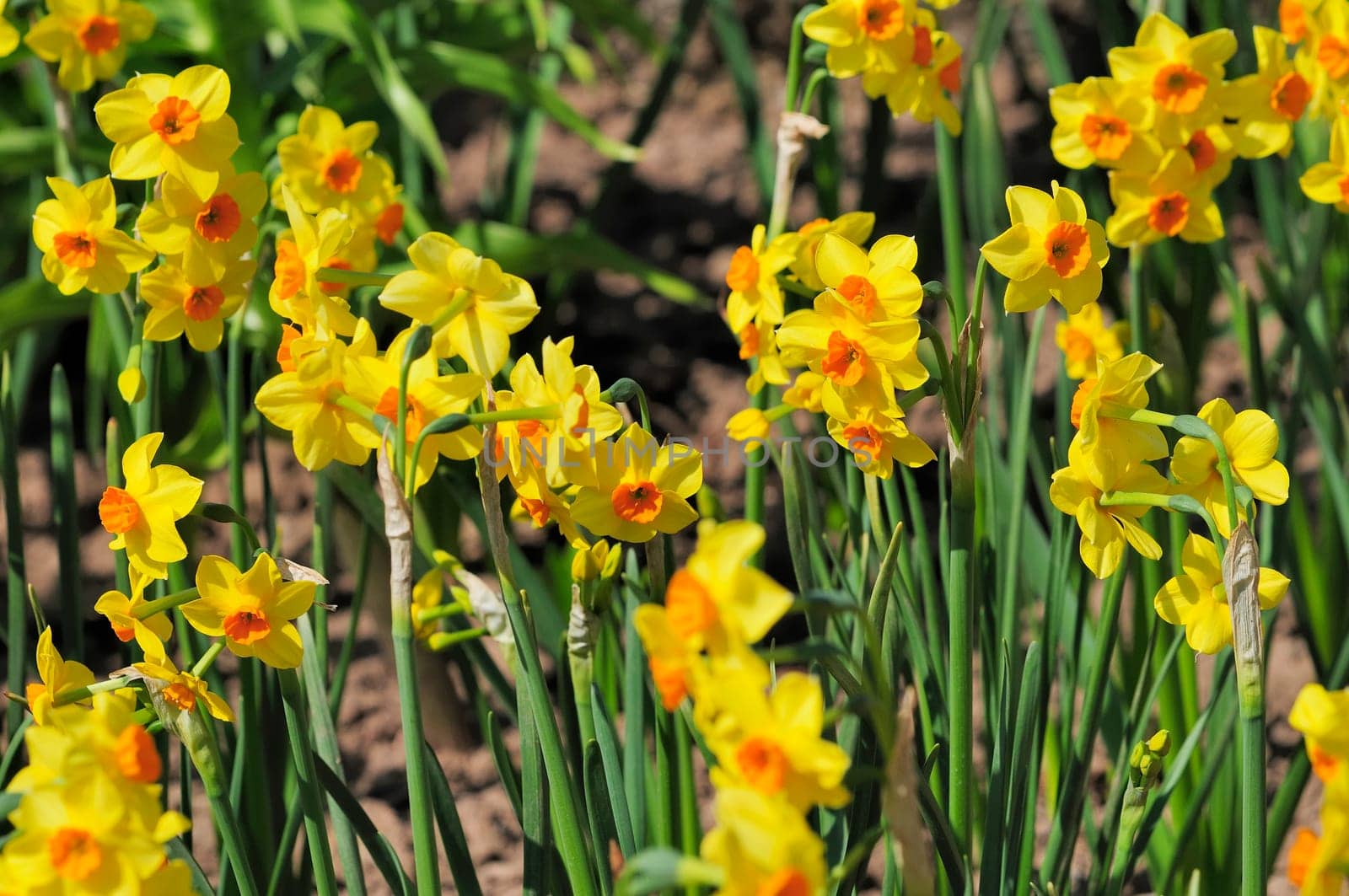 daffodils
