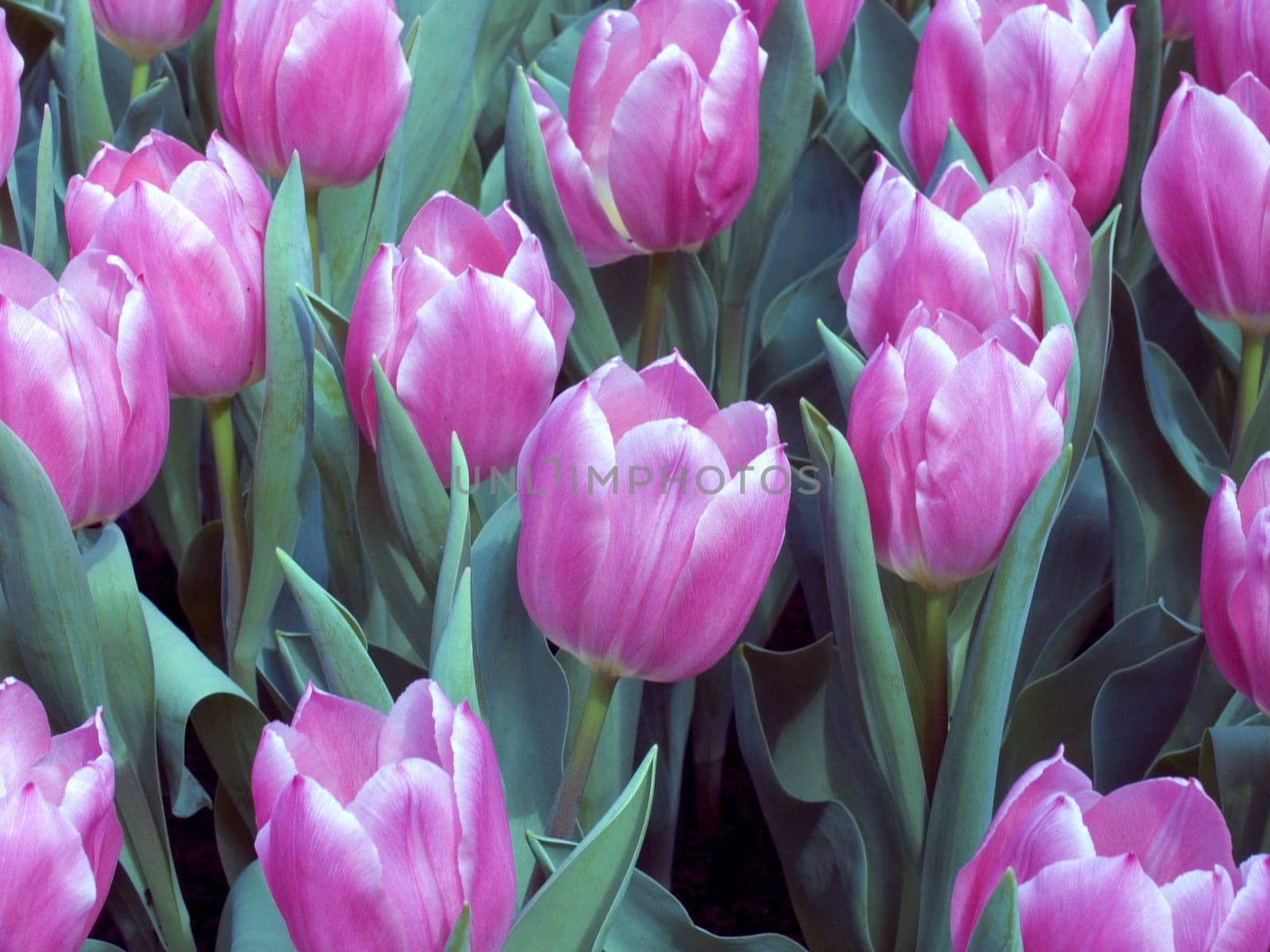 Tulip field in the Netherlands