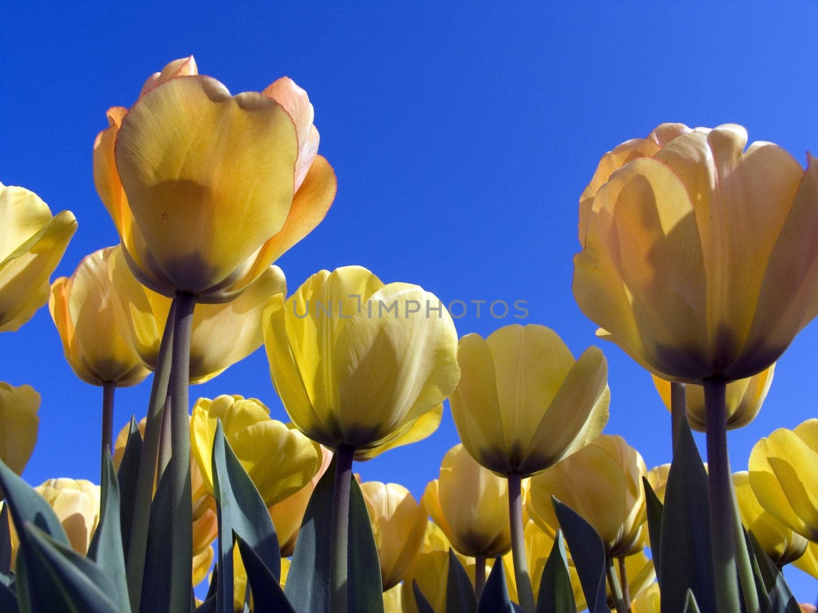 Dutch tulip field