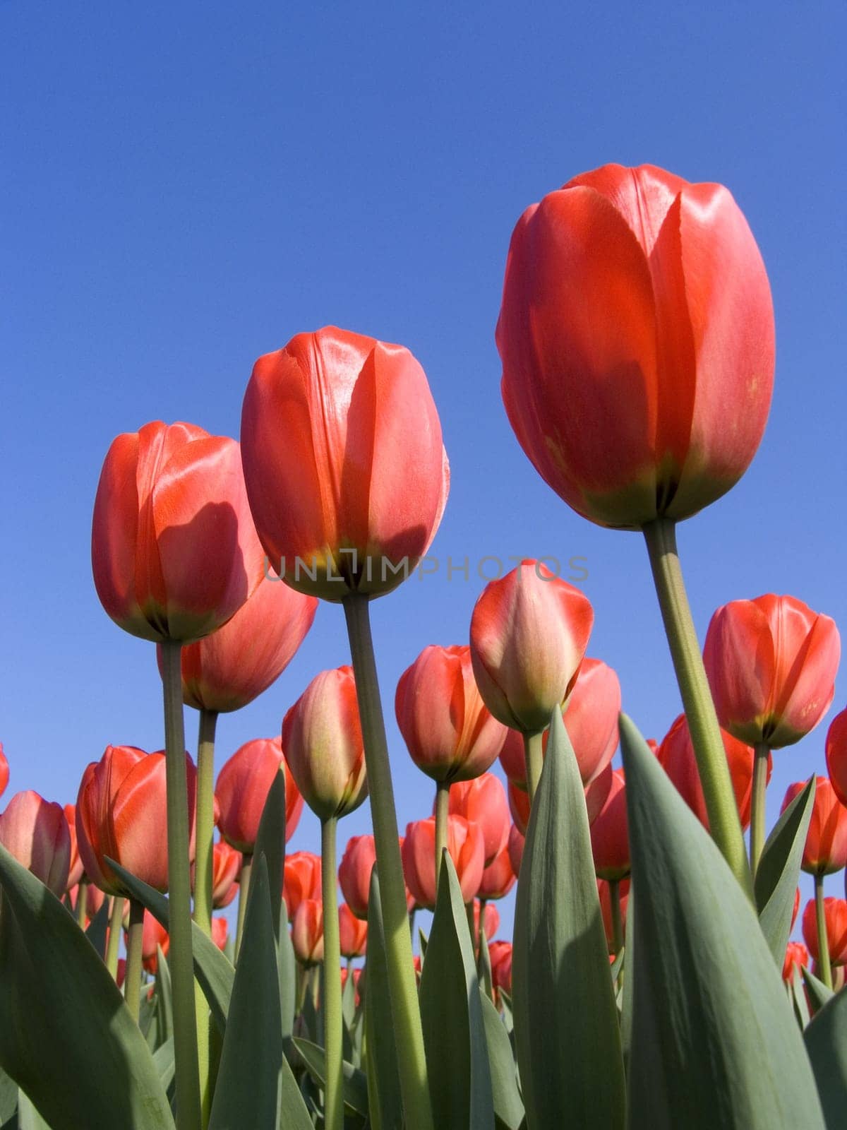 Dutch tulip field