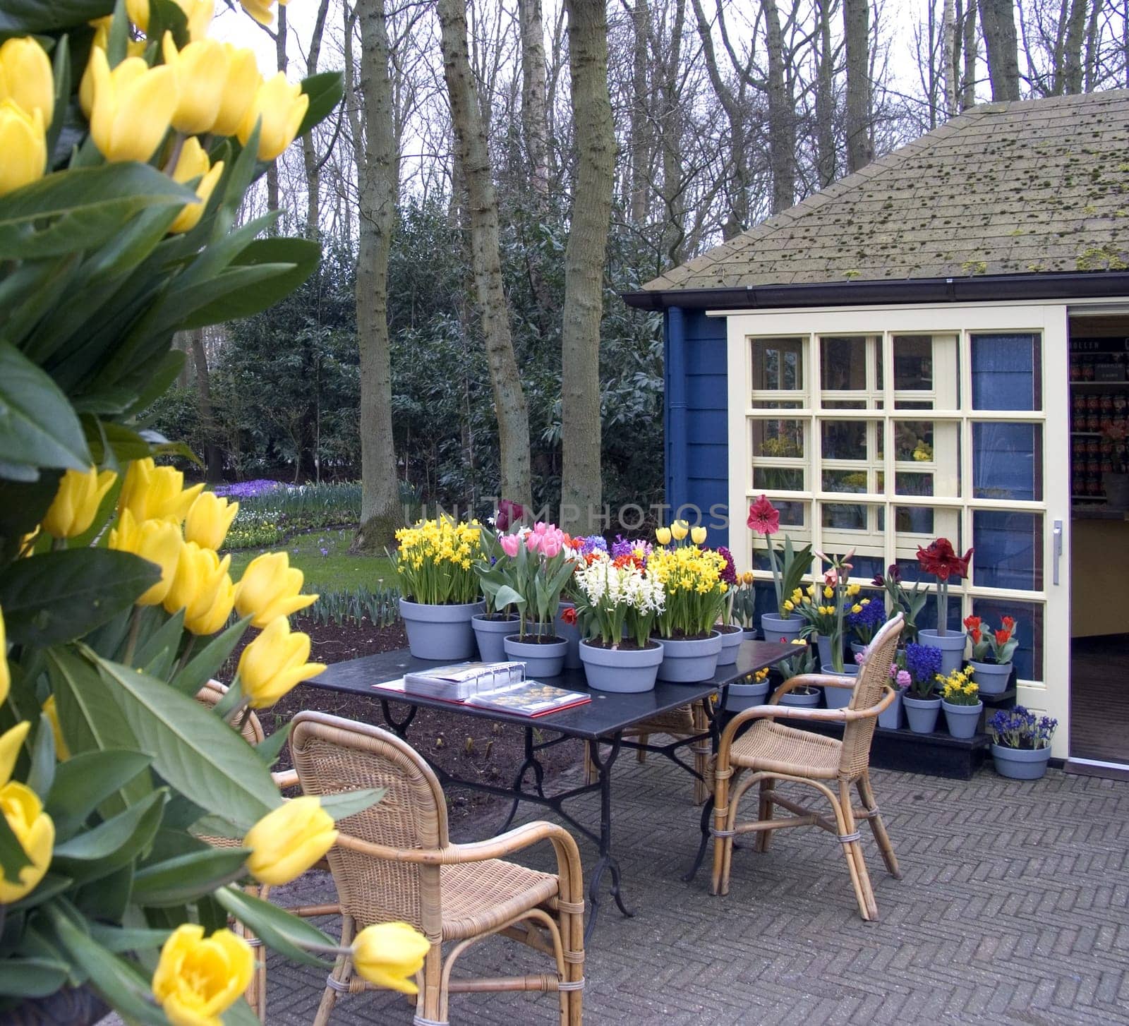Flower terrace in the Netherlands
