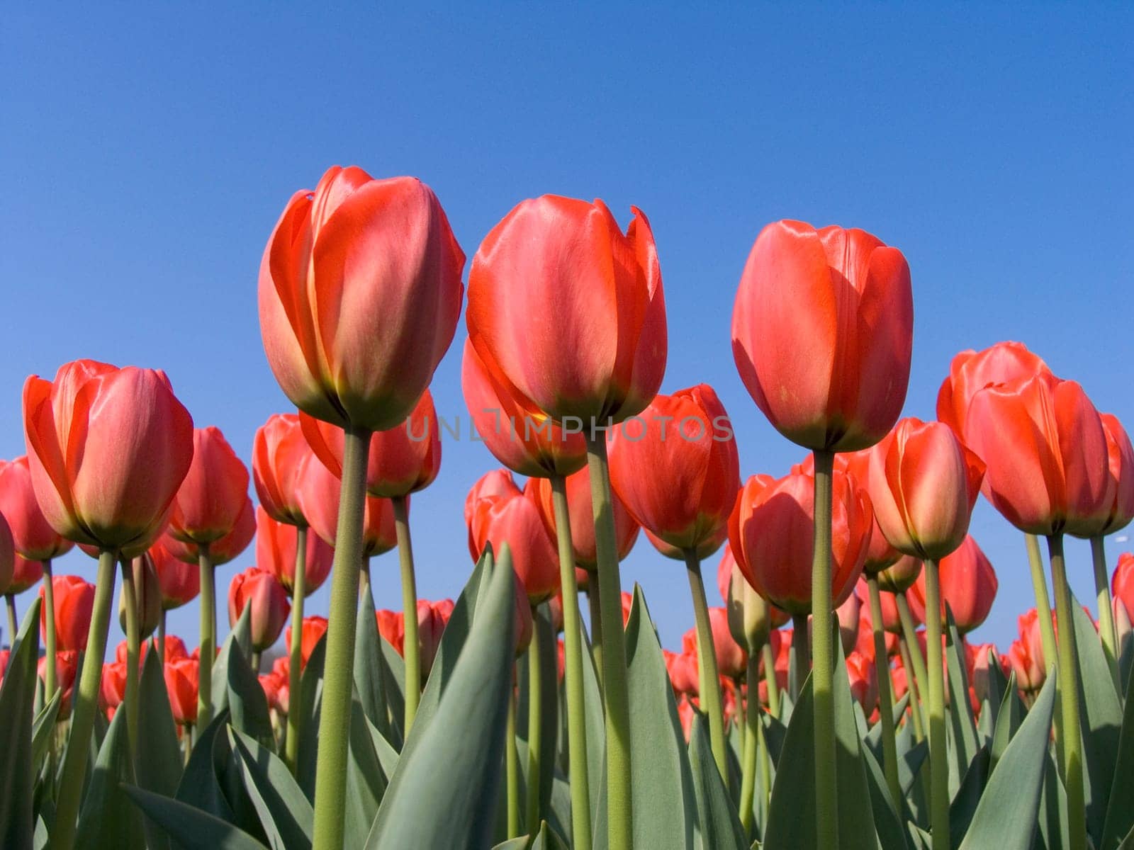 Dutch tulip field