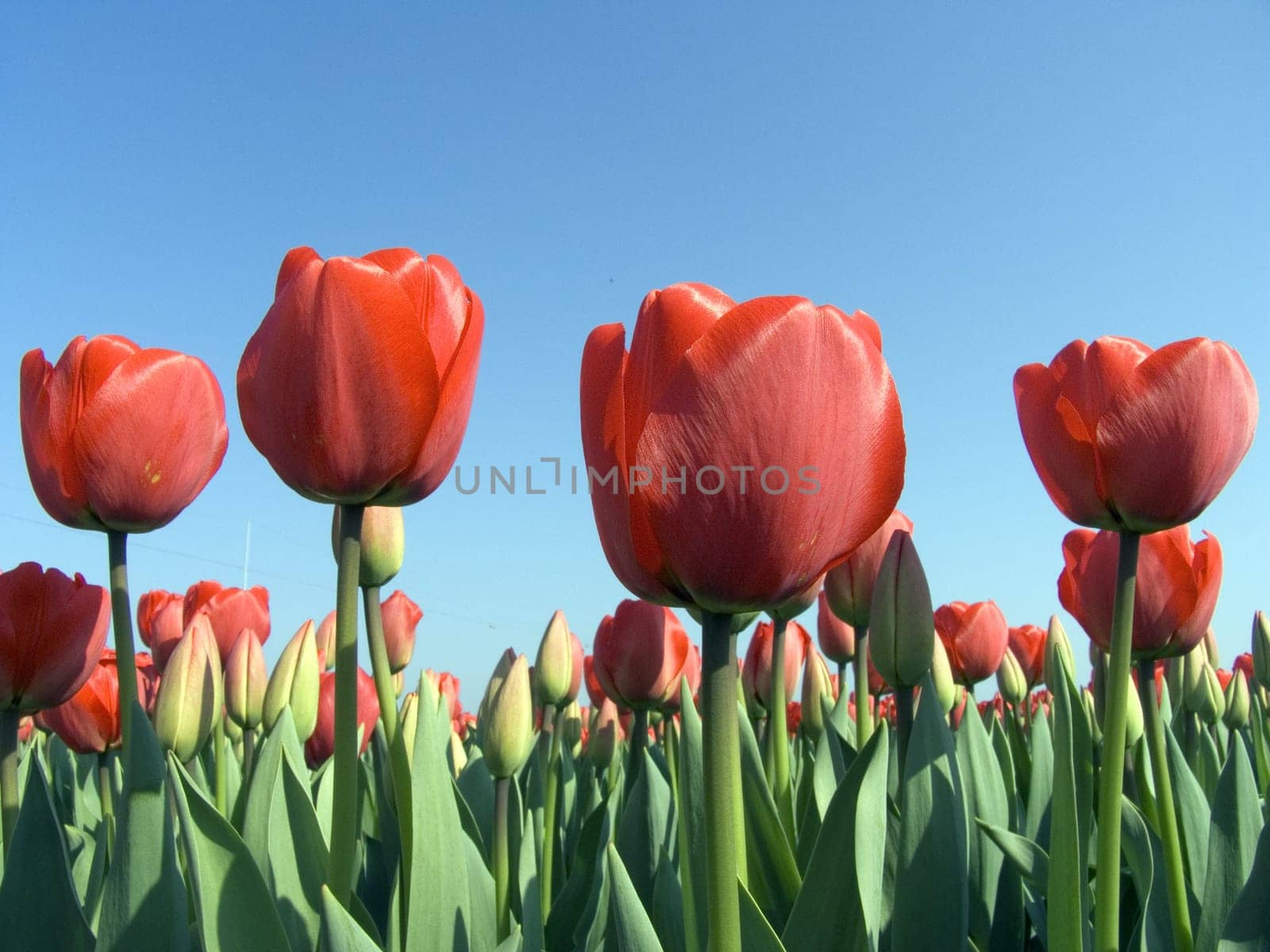 Dutch tulip field