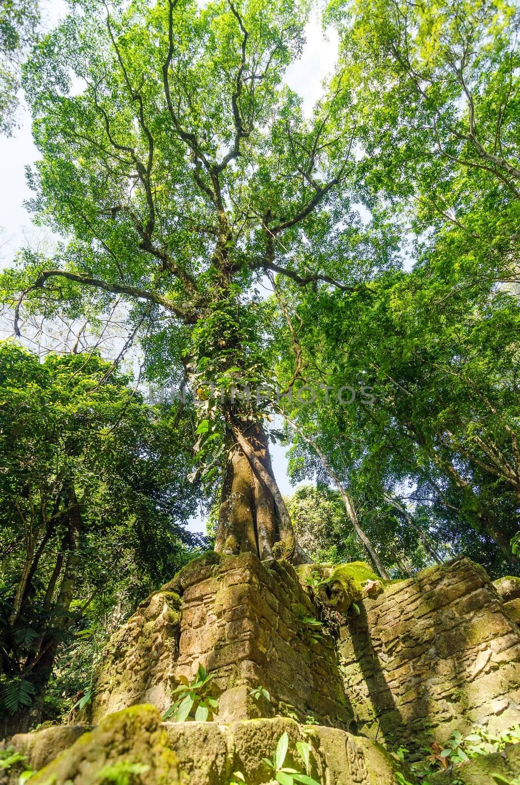 Tall tree in the jungle growing out of ancient Mayan ruins