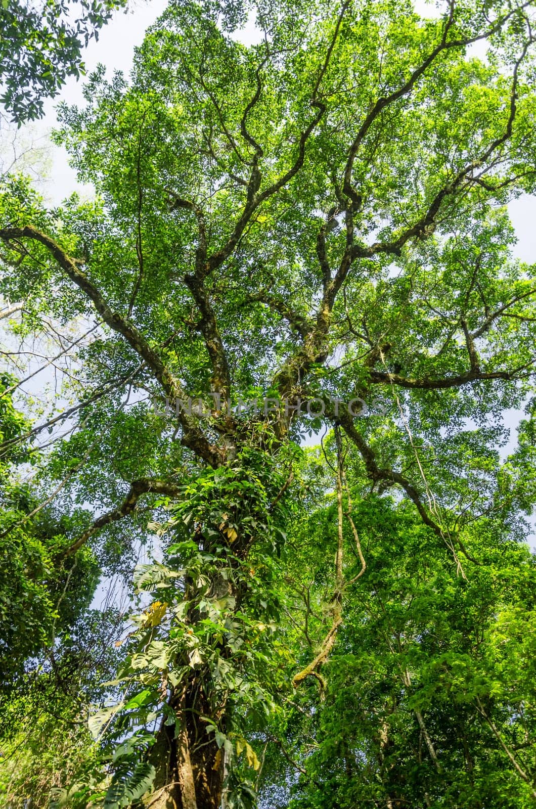 Tall tree rising up in the jungle