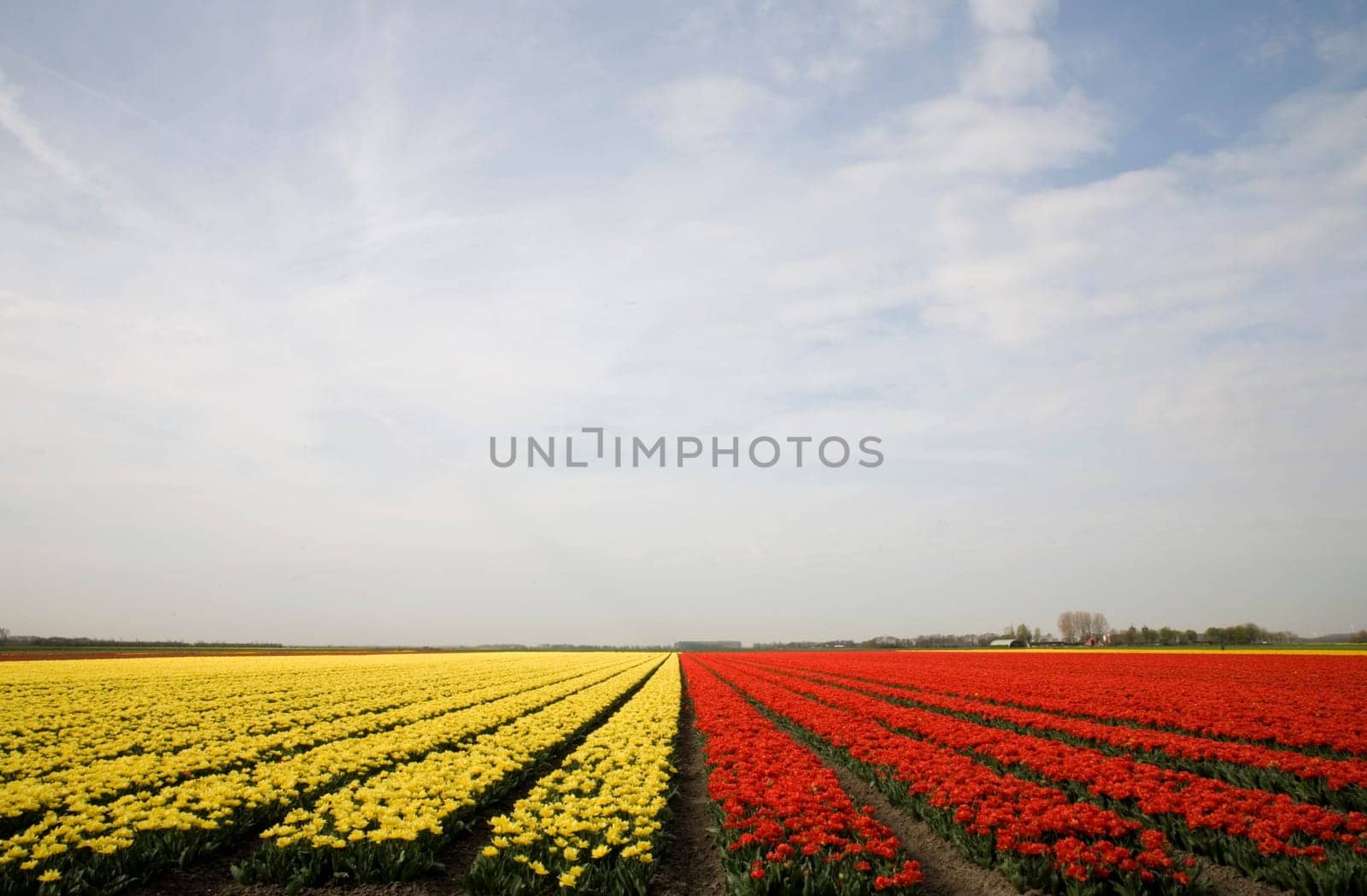 Tulip field in the Netherlands