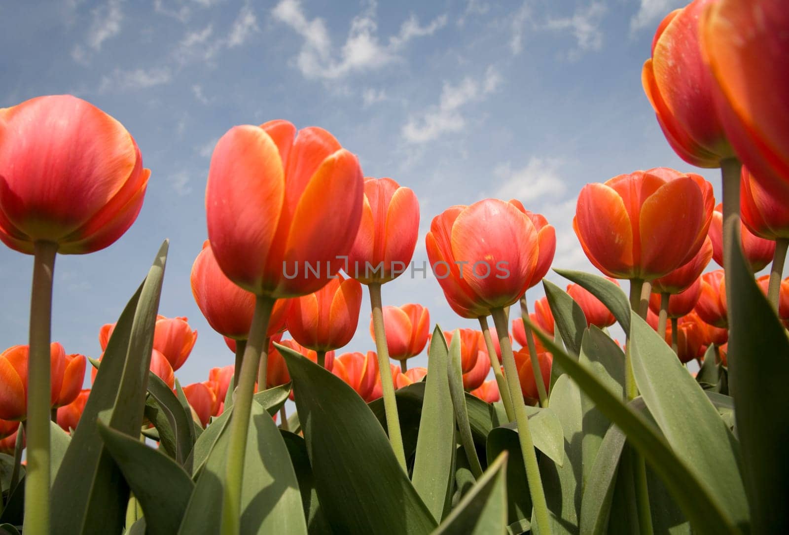 Tulip field in the Netherlands