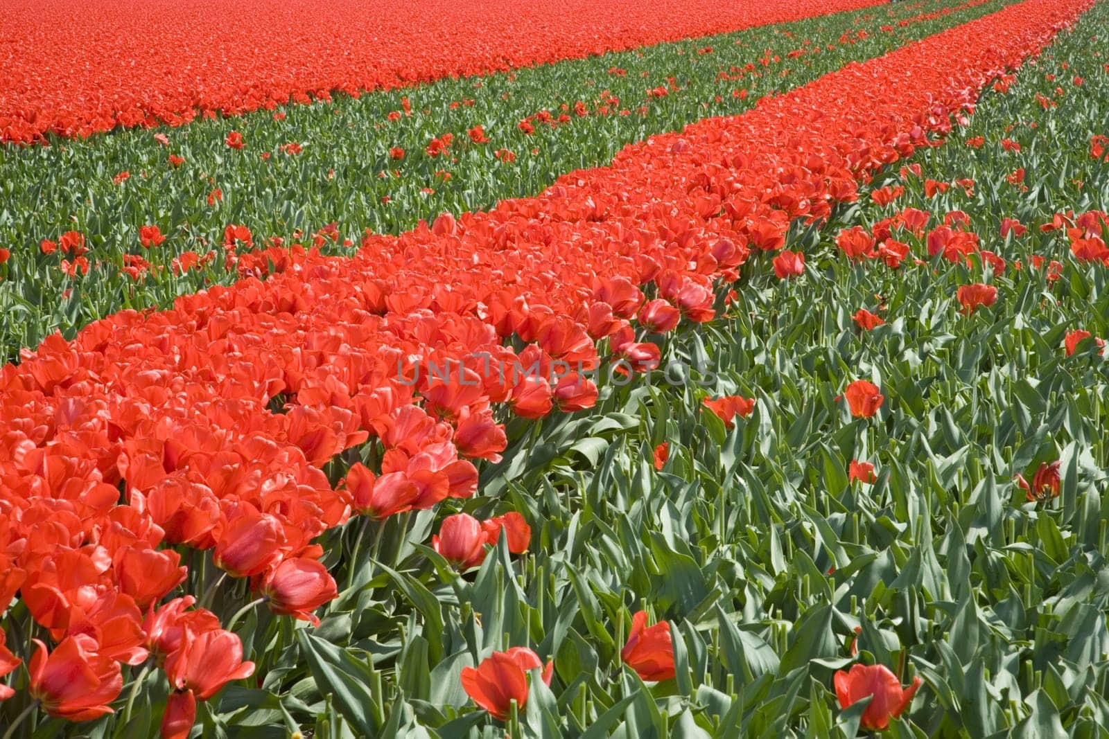 Tulip field in the Netherlands
