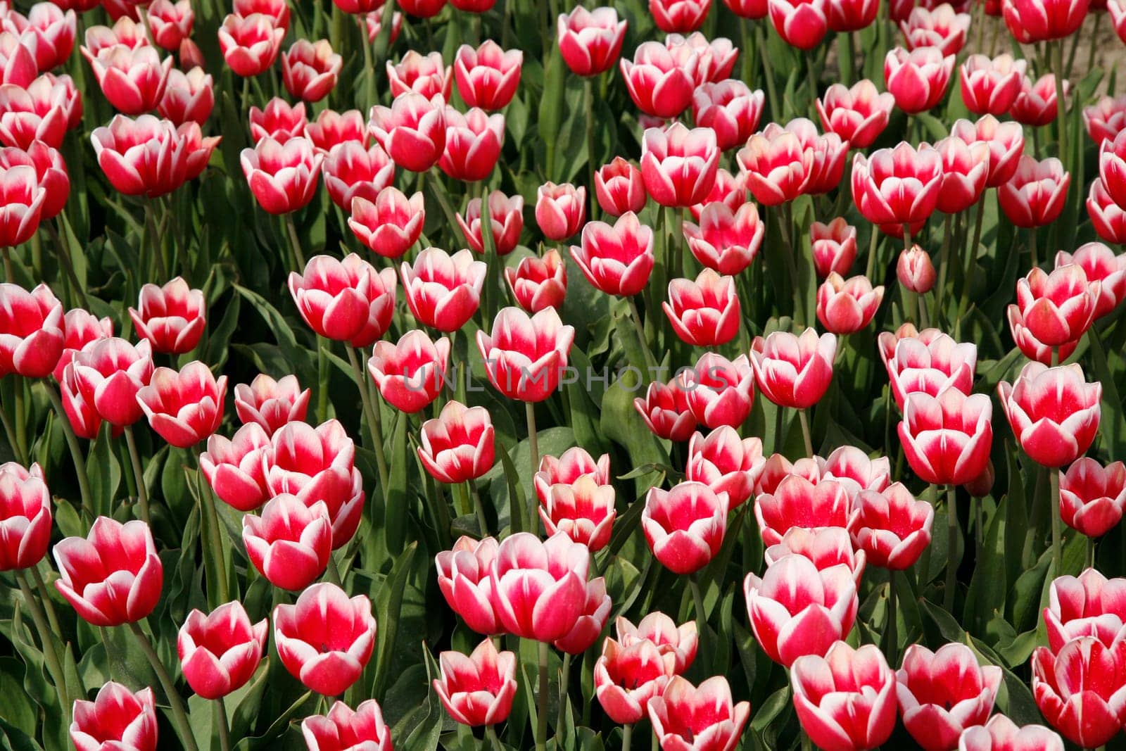 Tulip field in the Netherlands
