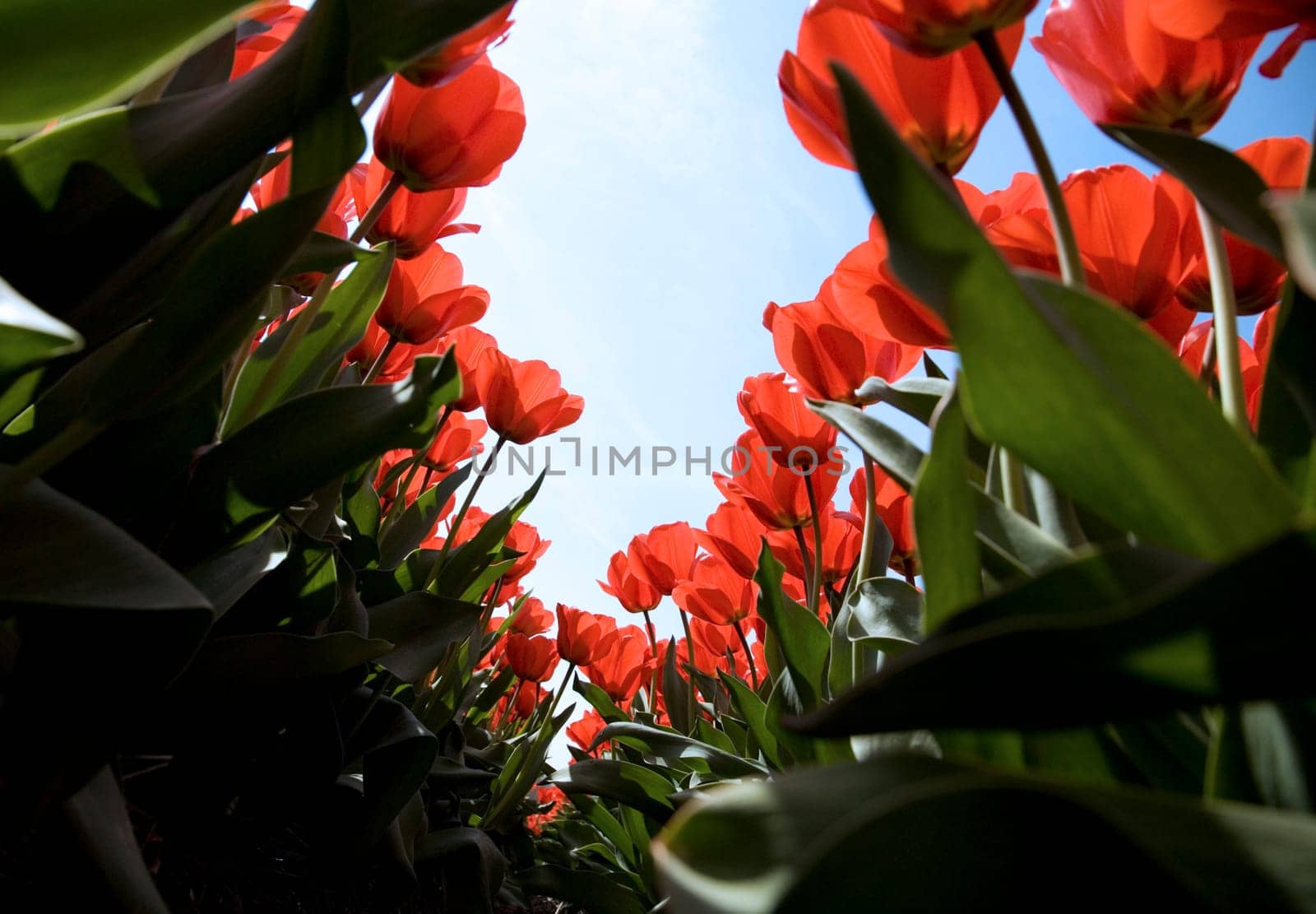 Tulip field in the Netherlands