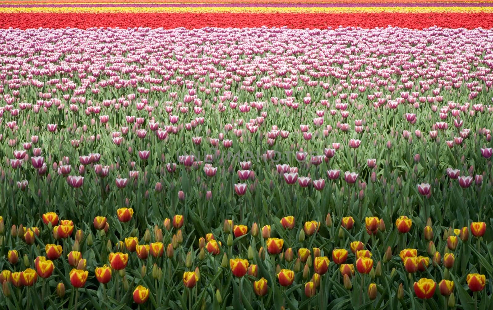 Tulip field in the Netherlands