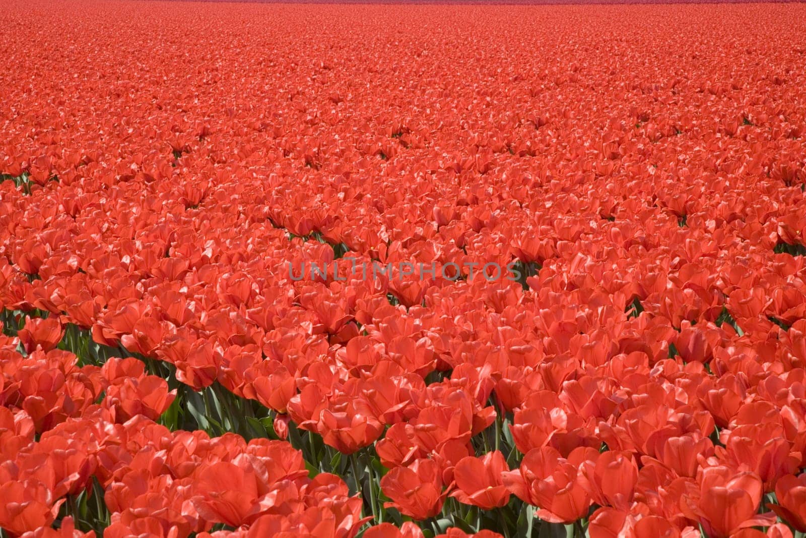 Tulip field in the Netherlands