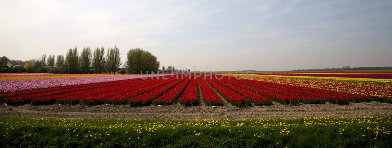 Tulip field in the Netherlands