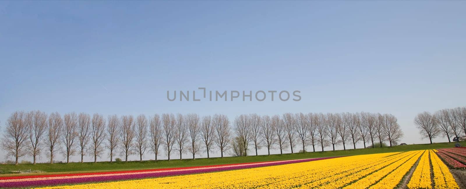 Dutch tulip field