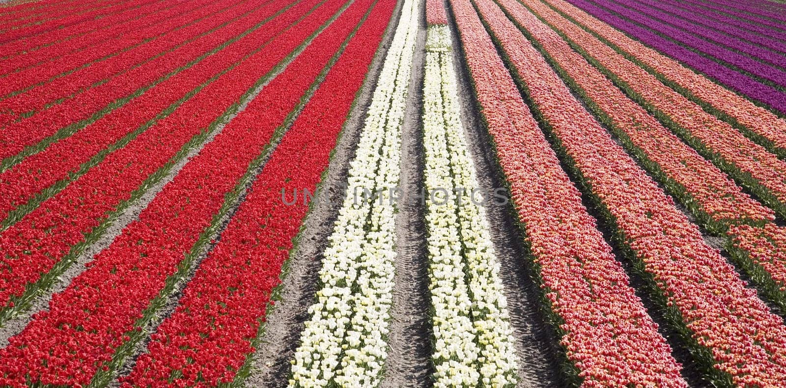 Dutch tulip field