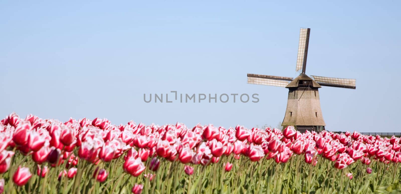 Tulip field and historic windmill