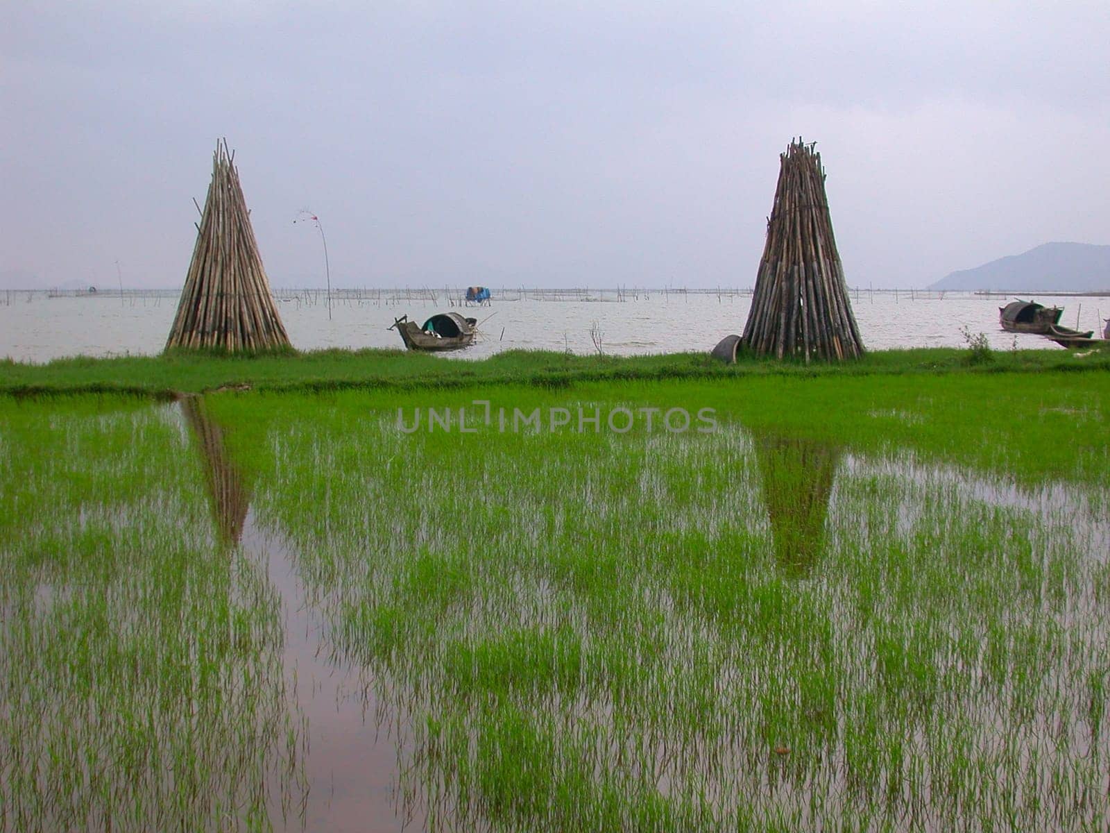 Rice field along the coastline of Vietnam