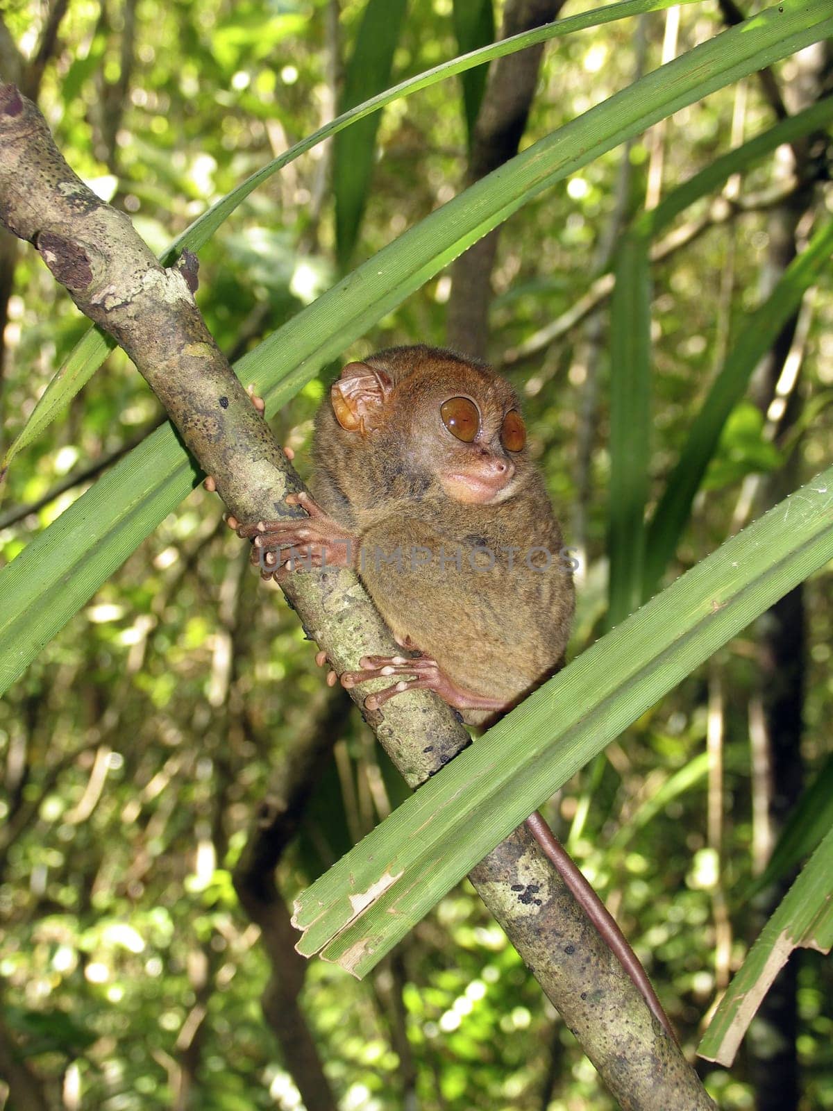 Philippine tarsier, Bohol