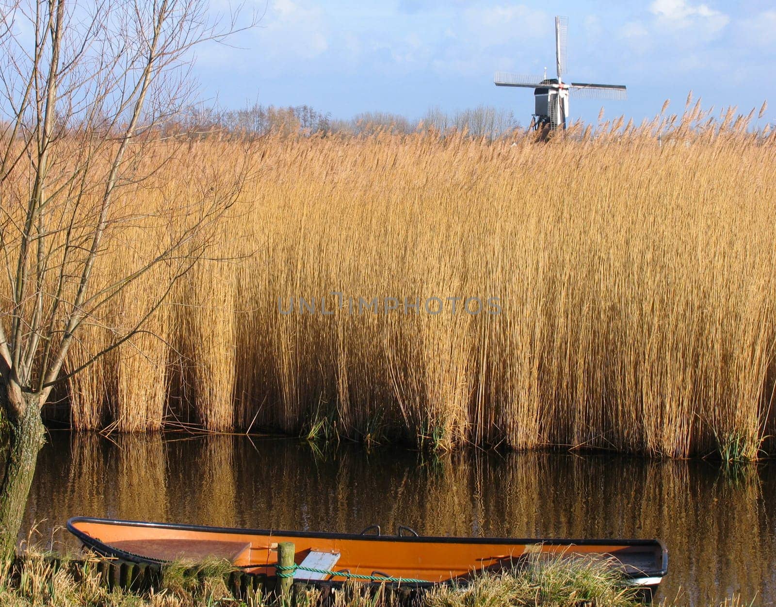Dutch reed landscape with windmill.