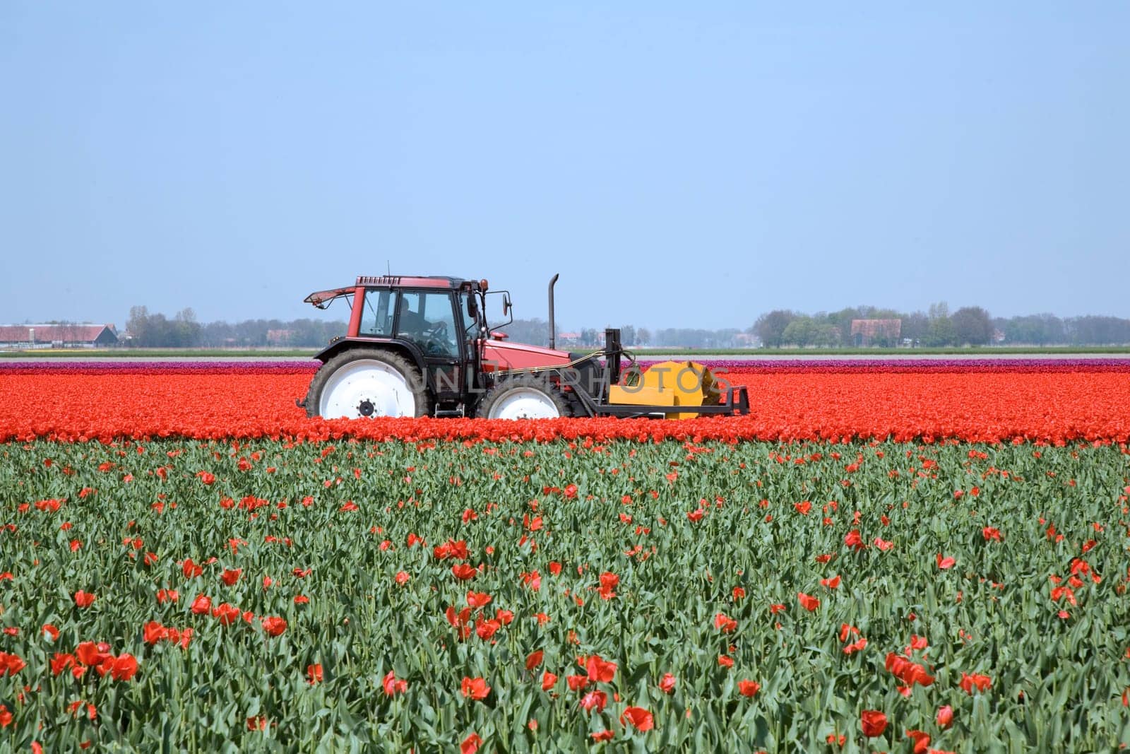 Tulip field in the Netherlands