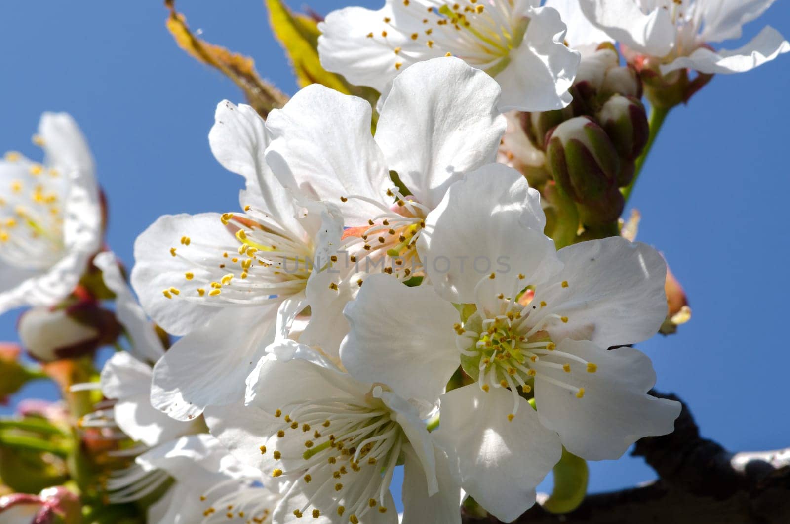 cherry blossoms in spring in Italy