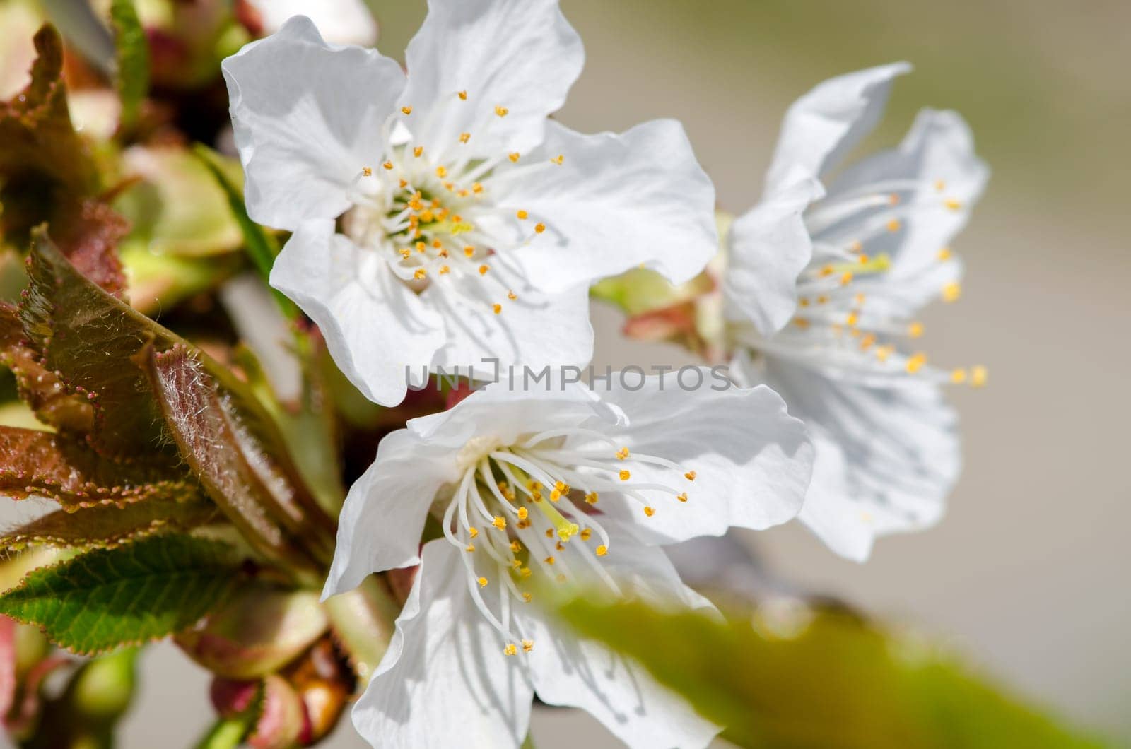 cherry blossoms in spring in Italy