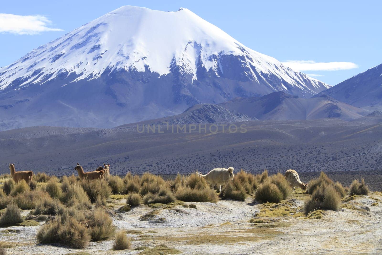 Parque Nacional Sajama