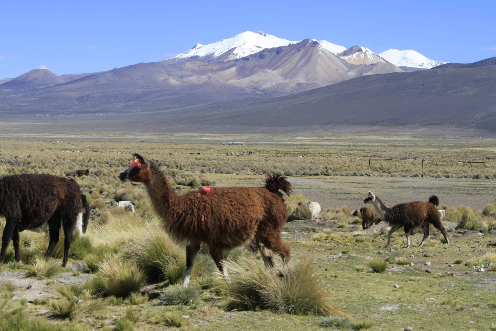 Parque Nacional Sajama