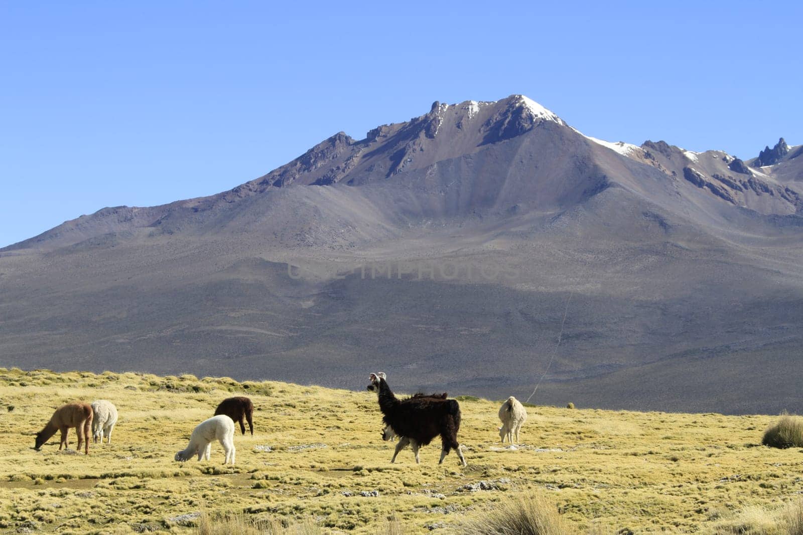 Parque Nacional Sajama