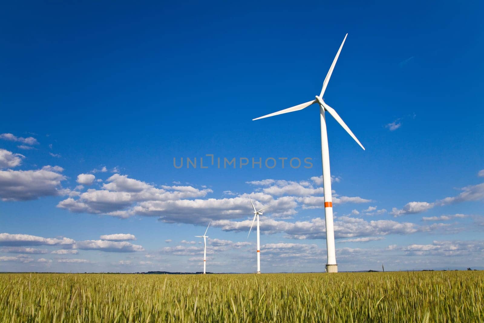 Windmills in a field of rye with blue sky with clouds