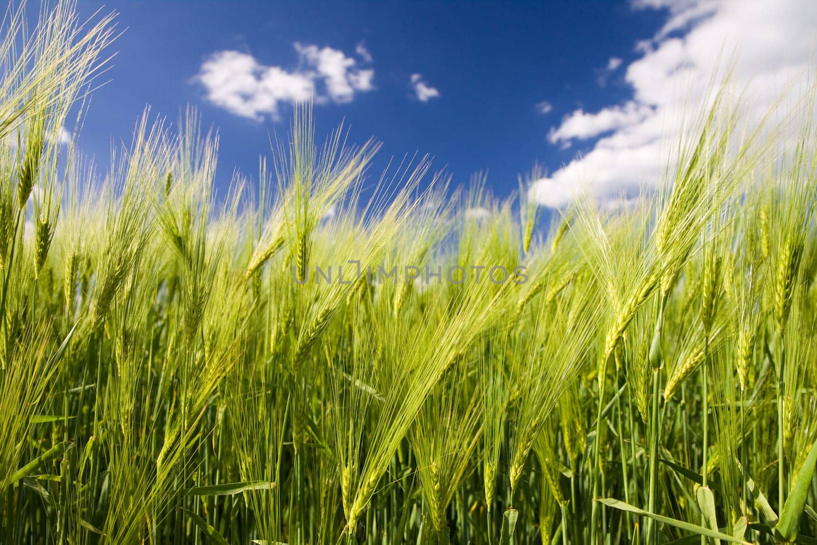 Green rye field and a blue sky with white clouds