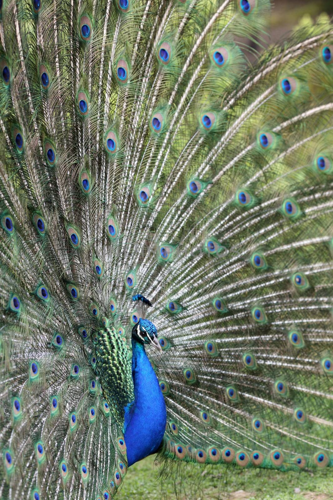 Details of an indian peafowl displaying in captivity.