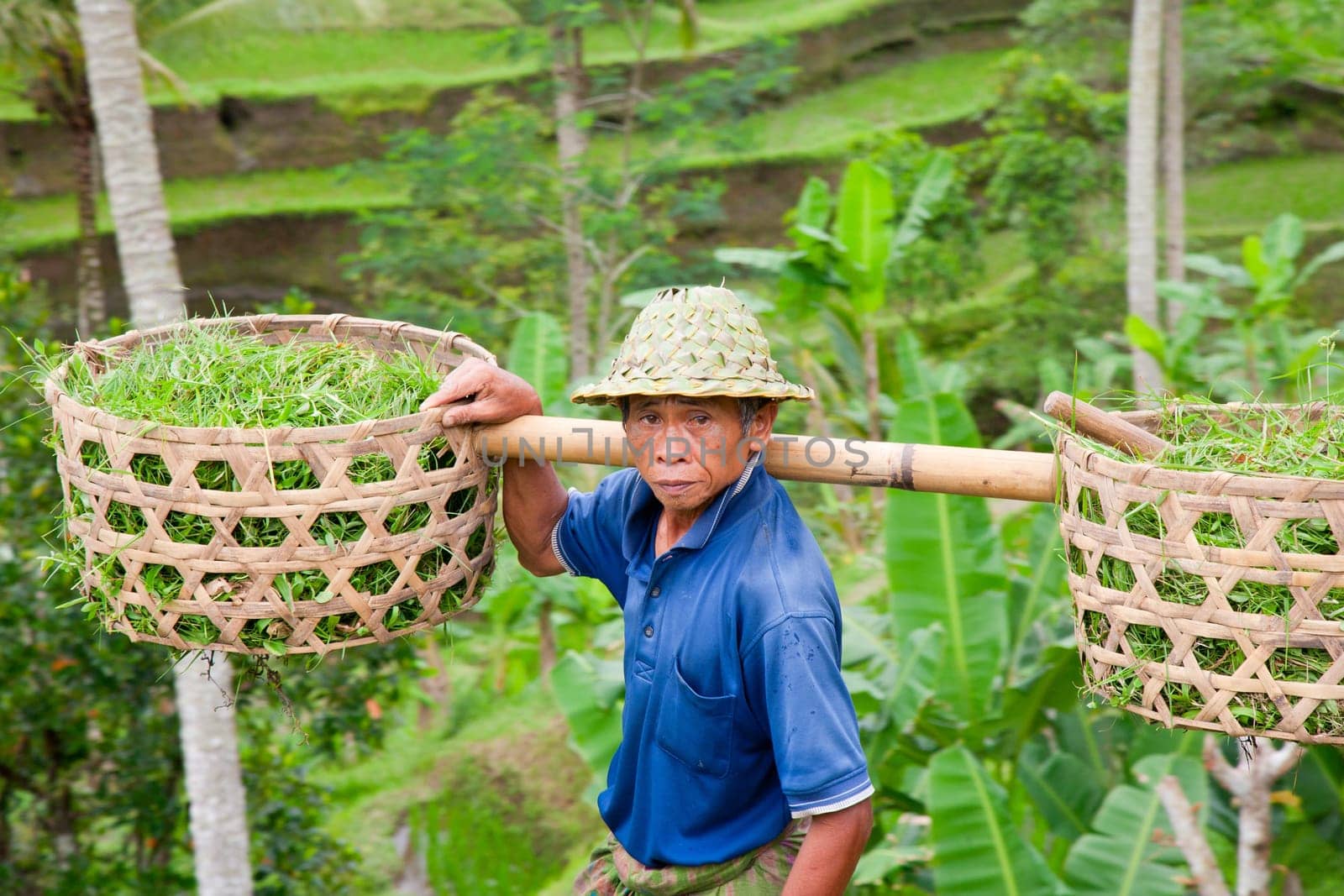 Rice farmer Wajan Kantun on his rice fields in Tegallalang, Bali , Indonesia